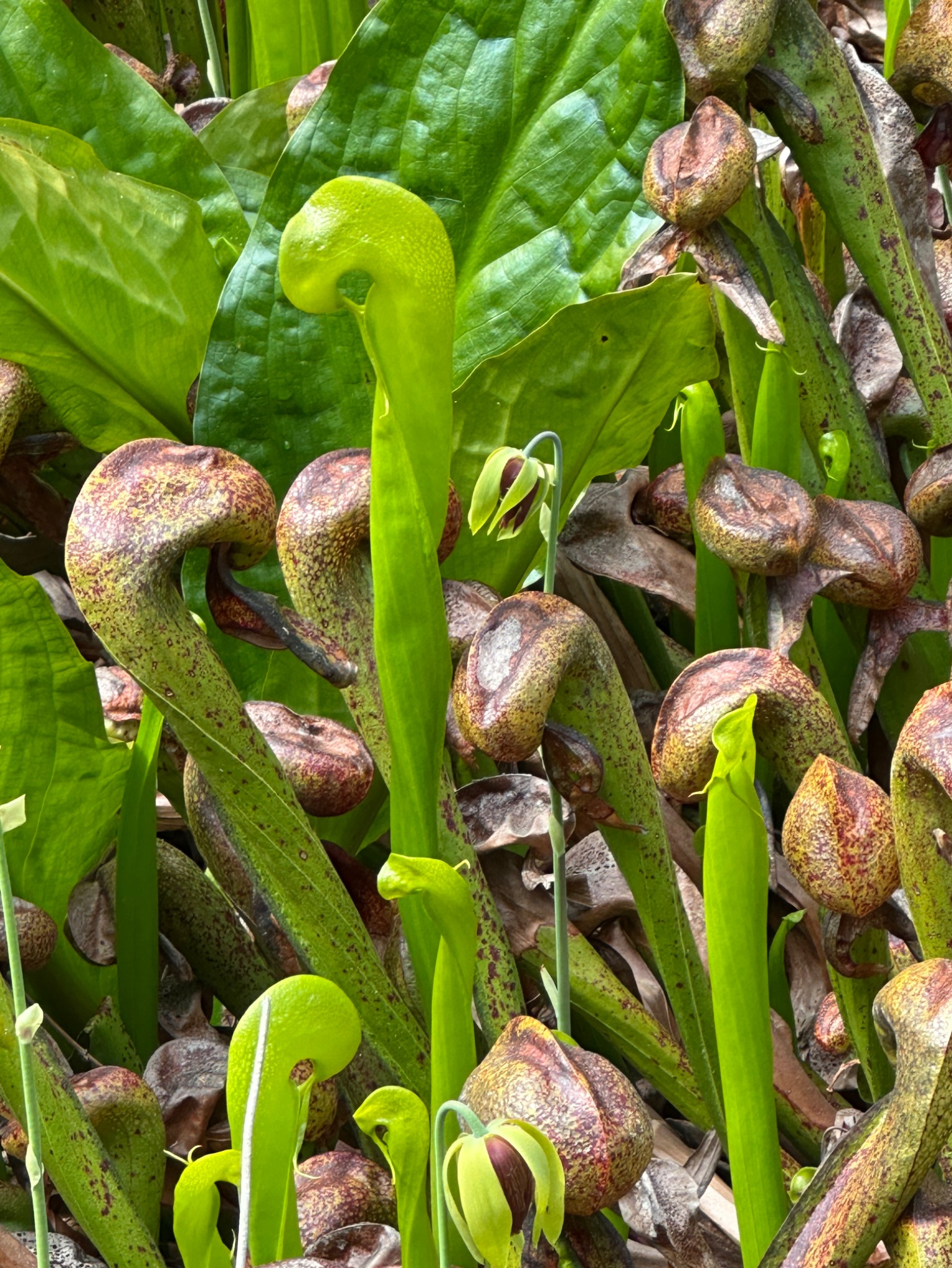 Community photo by Victoria Bryhan | Darlingtonia State Natural Site, Florence OR