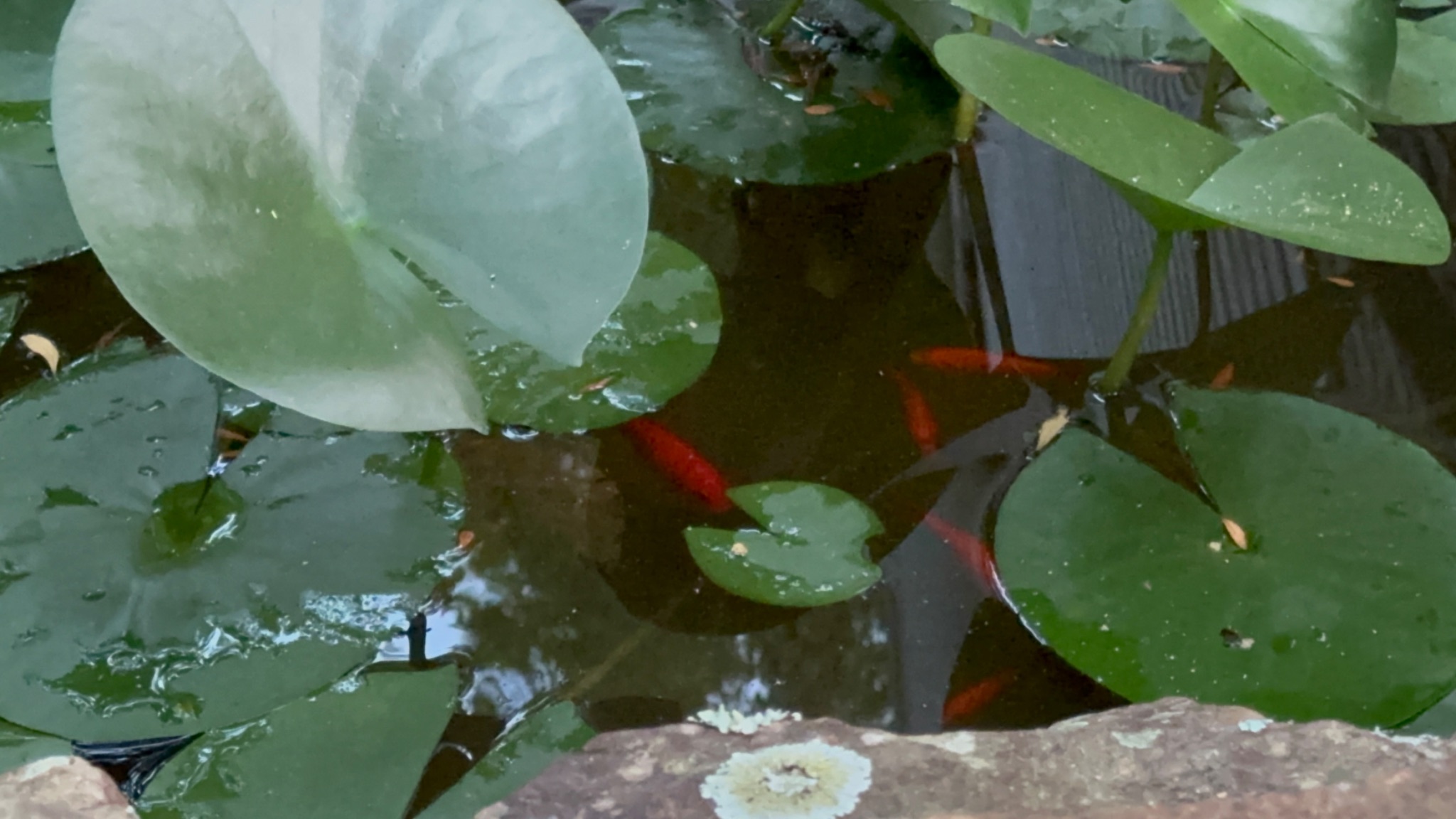 Community photo by Donna COLLINS | Backyard central AL, USA