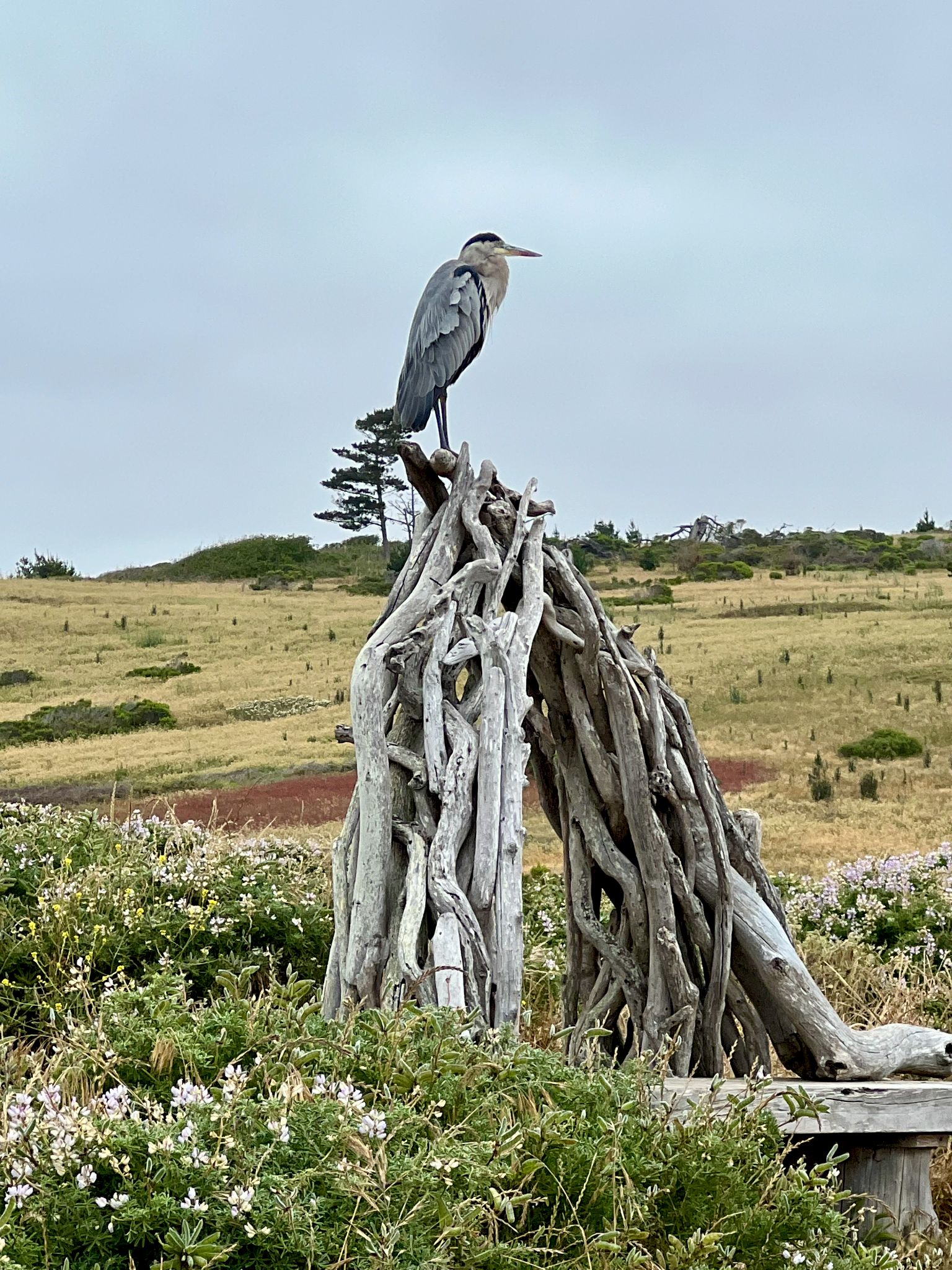 Community photo by Catherine Hyde | Cambria, CA USA