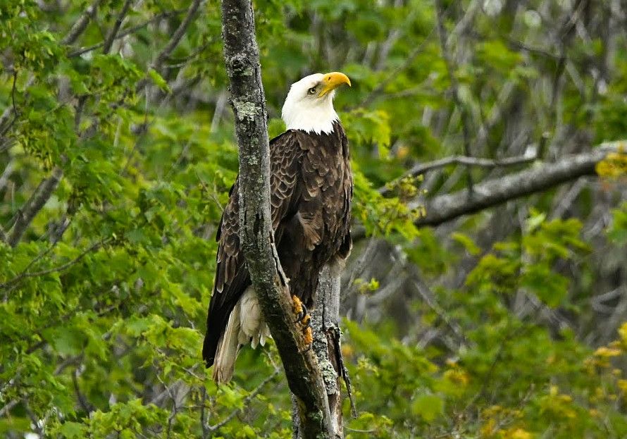 Community photo by Lorraine Boyd | Windham, New York
