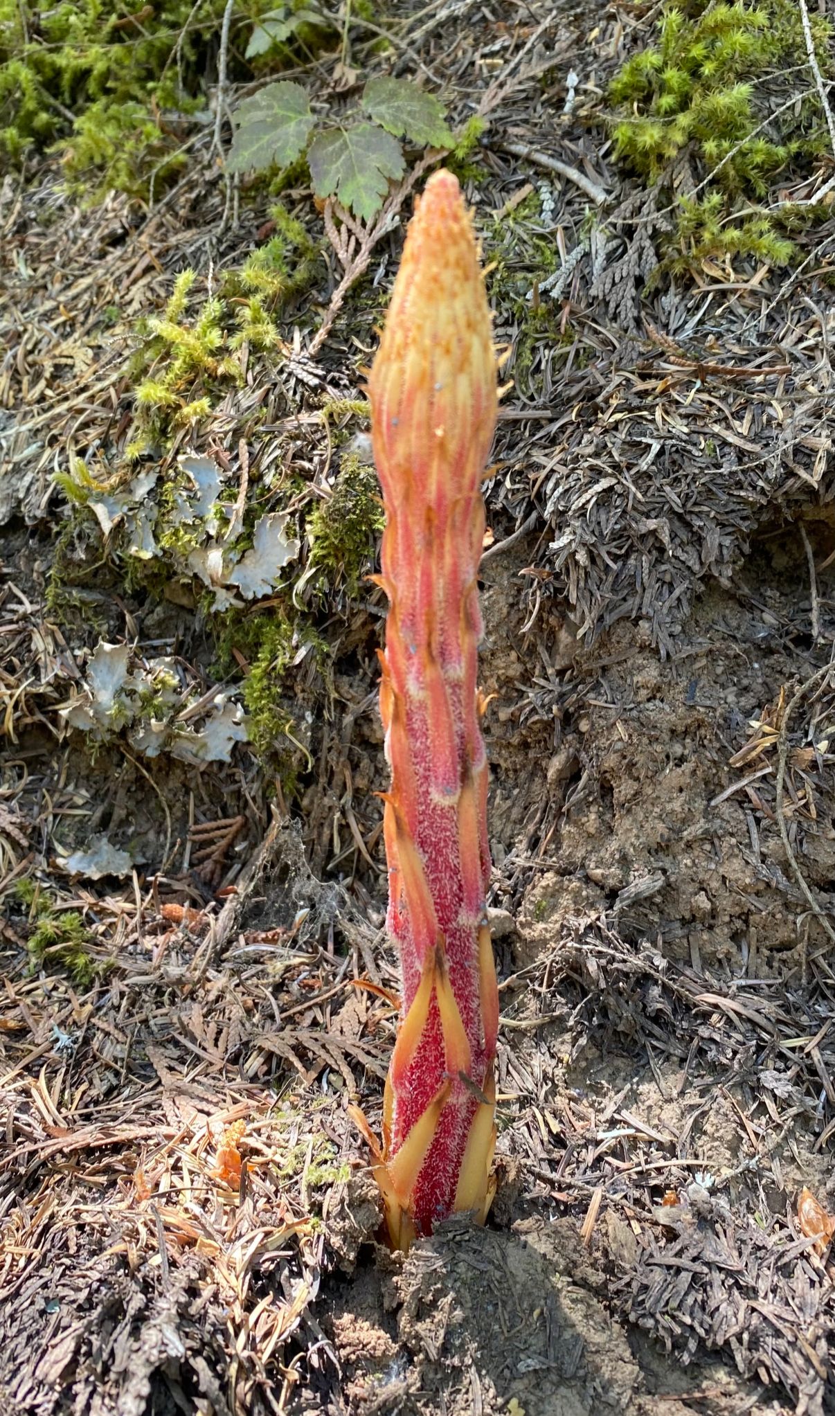 Community photo by Mac