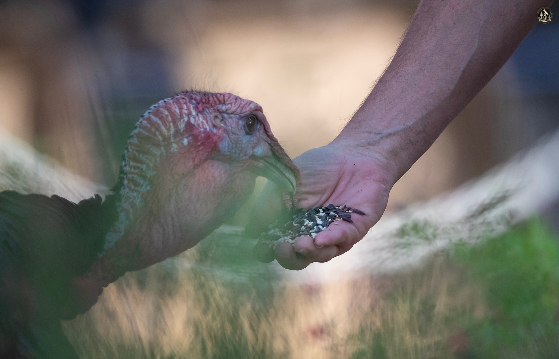 Community photo by Jelieta Walinski Ph.D | Ash Canyon Bird Sanctuary, AZ, USA