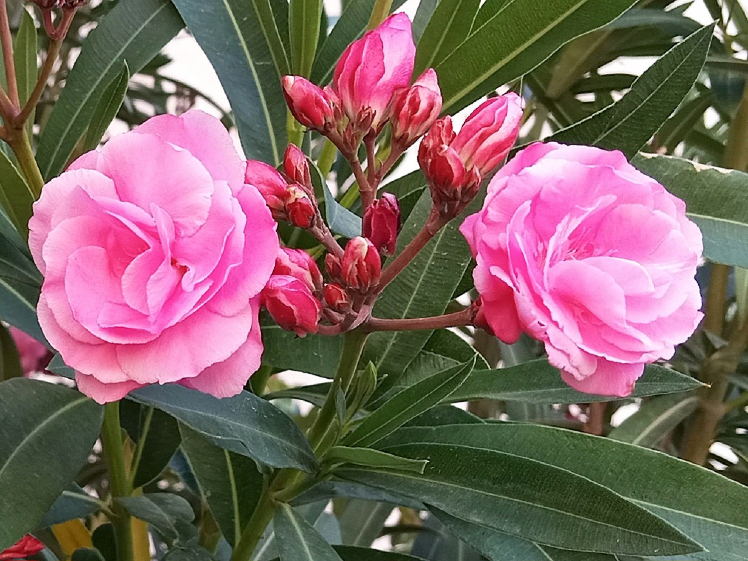 Community photo by Hassan