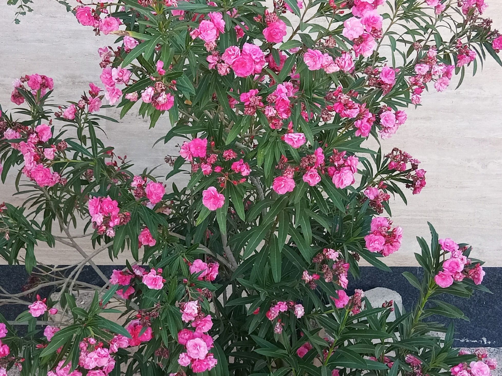 Community photo by Hassan