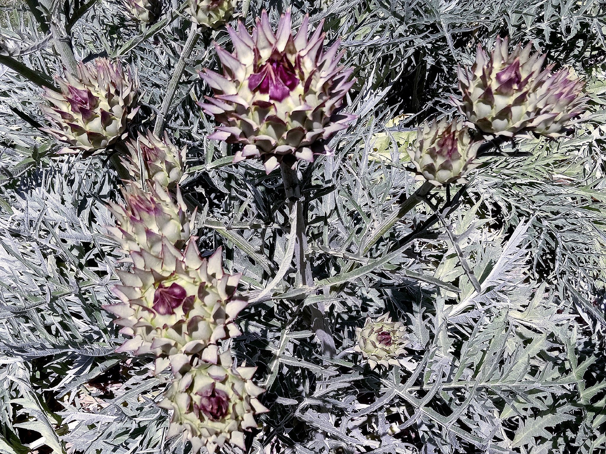 Community photo by Hassan