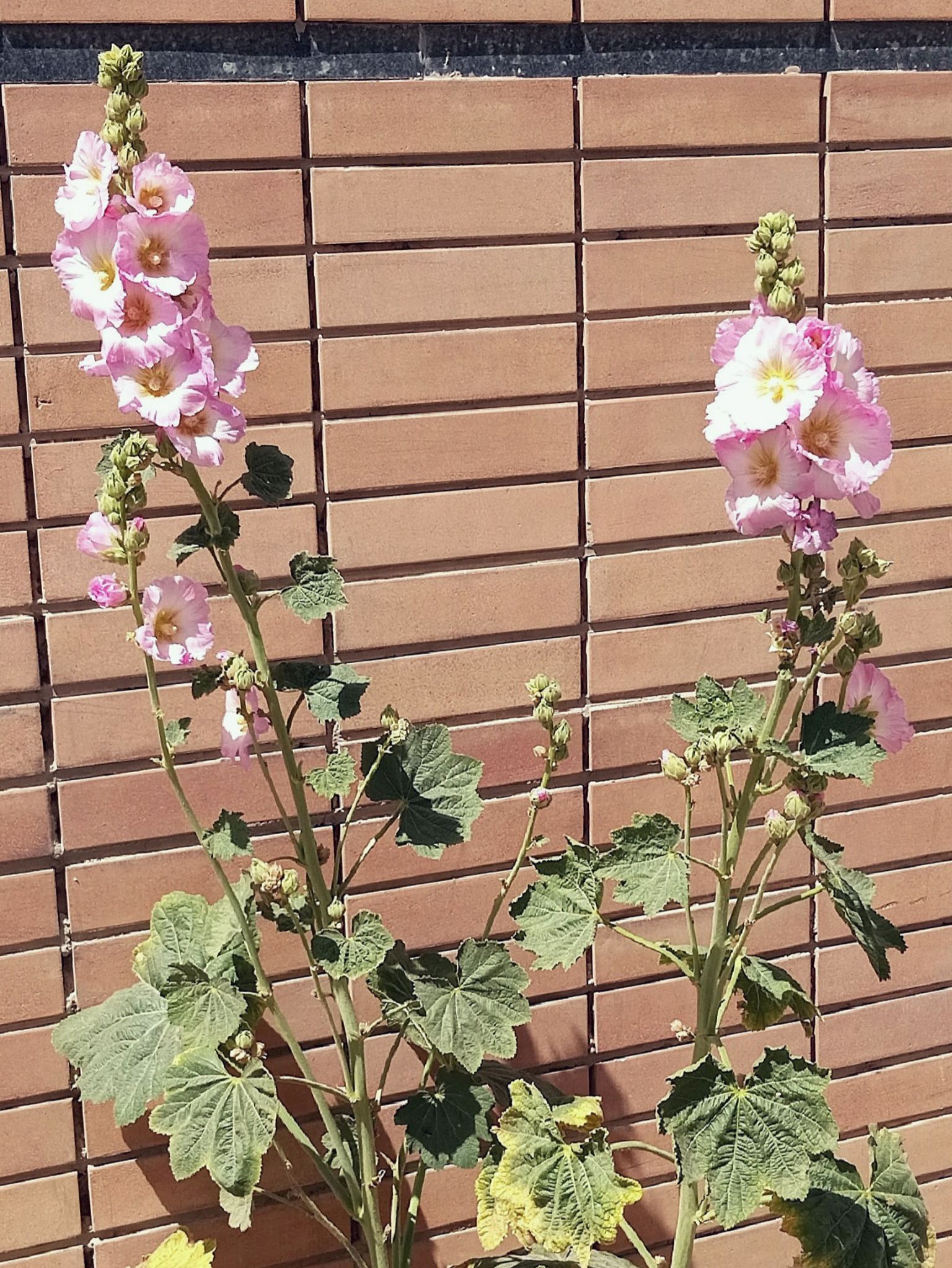 Community photo by Hassan