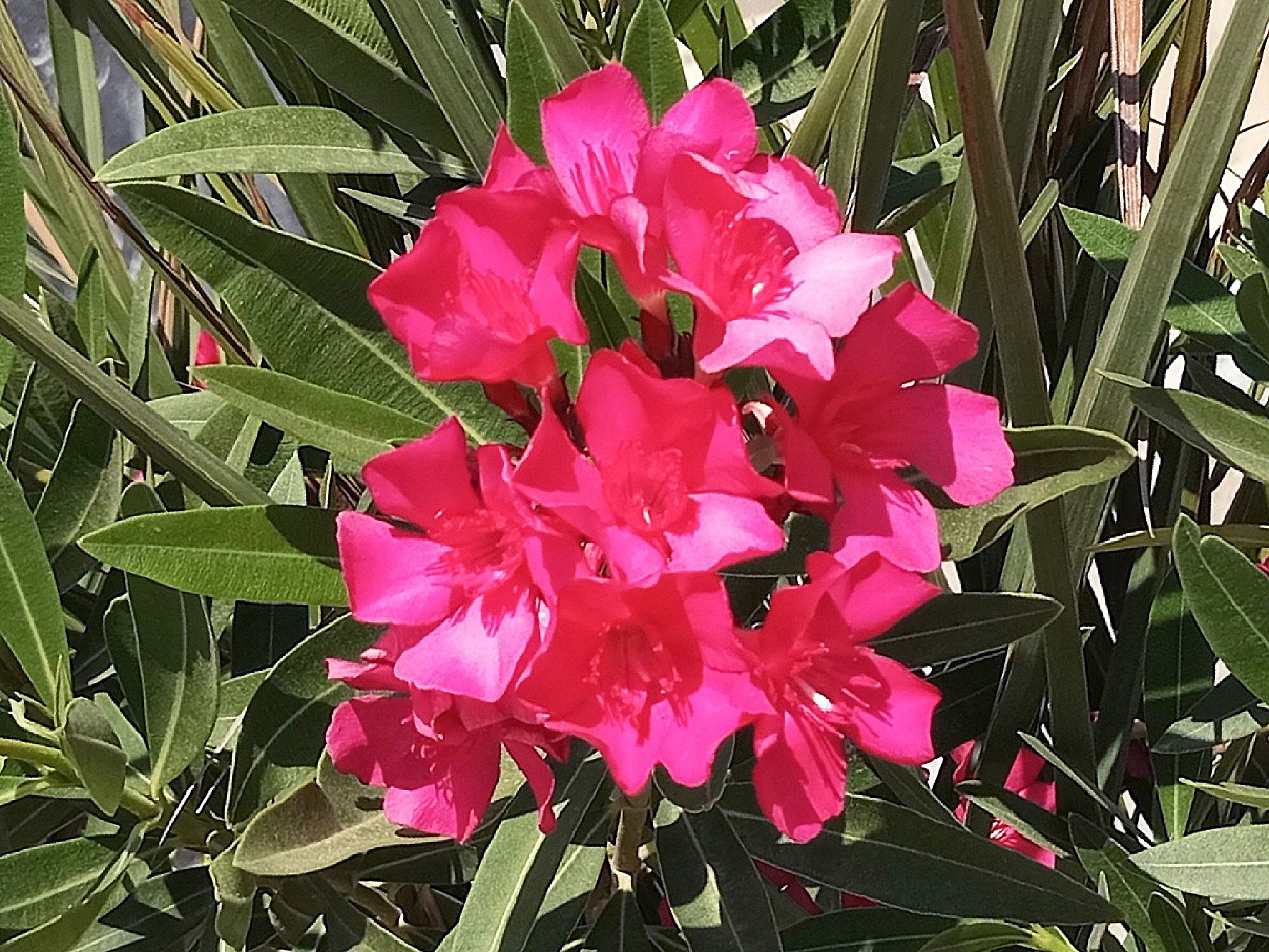 Community photo by Hassan