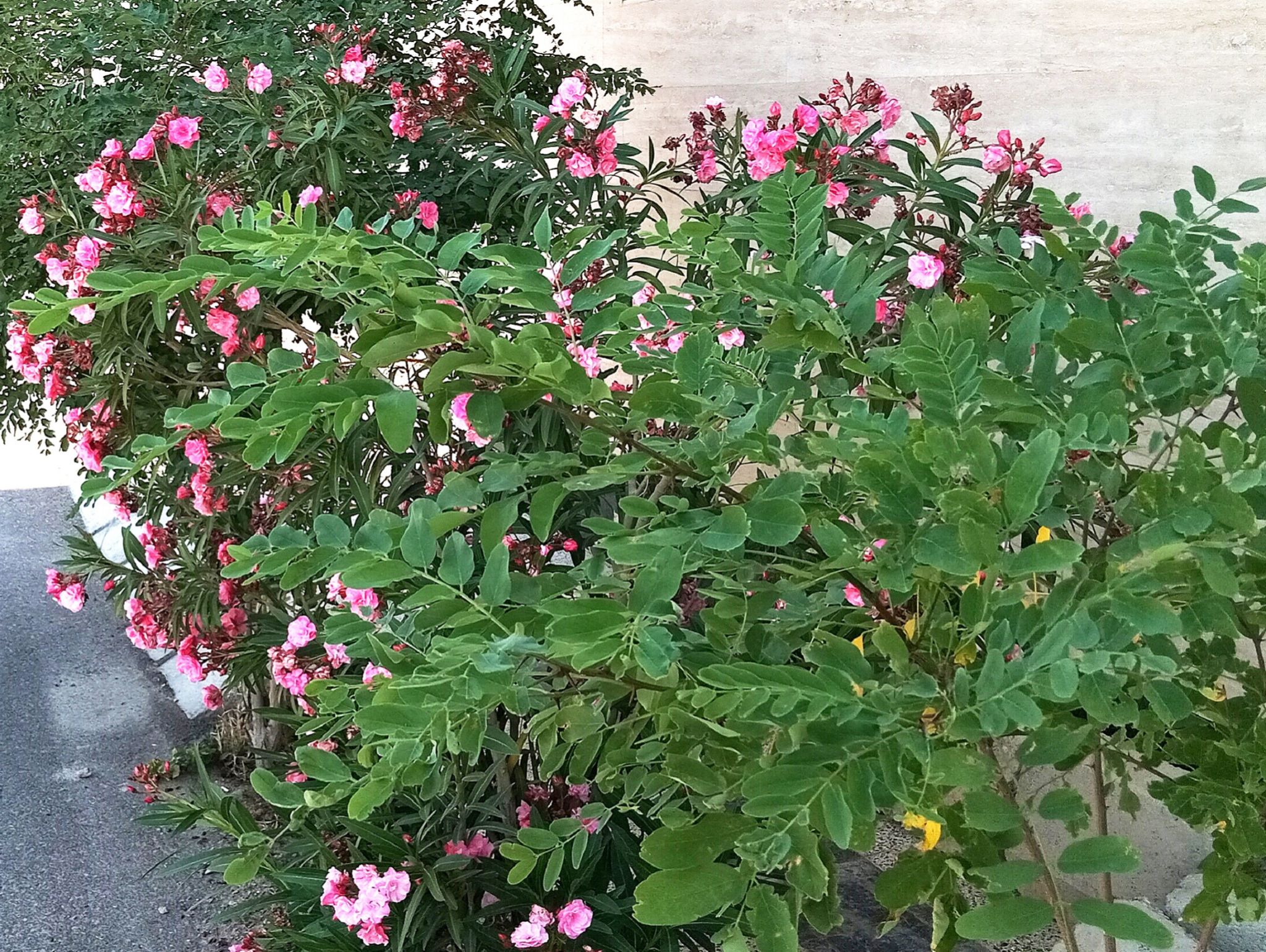 Community photo by Hassan