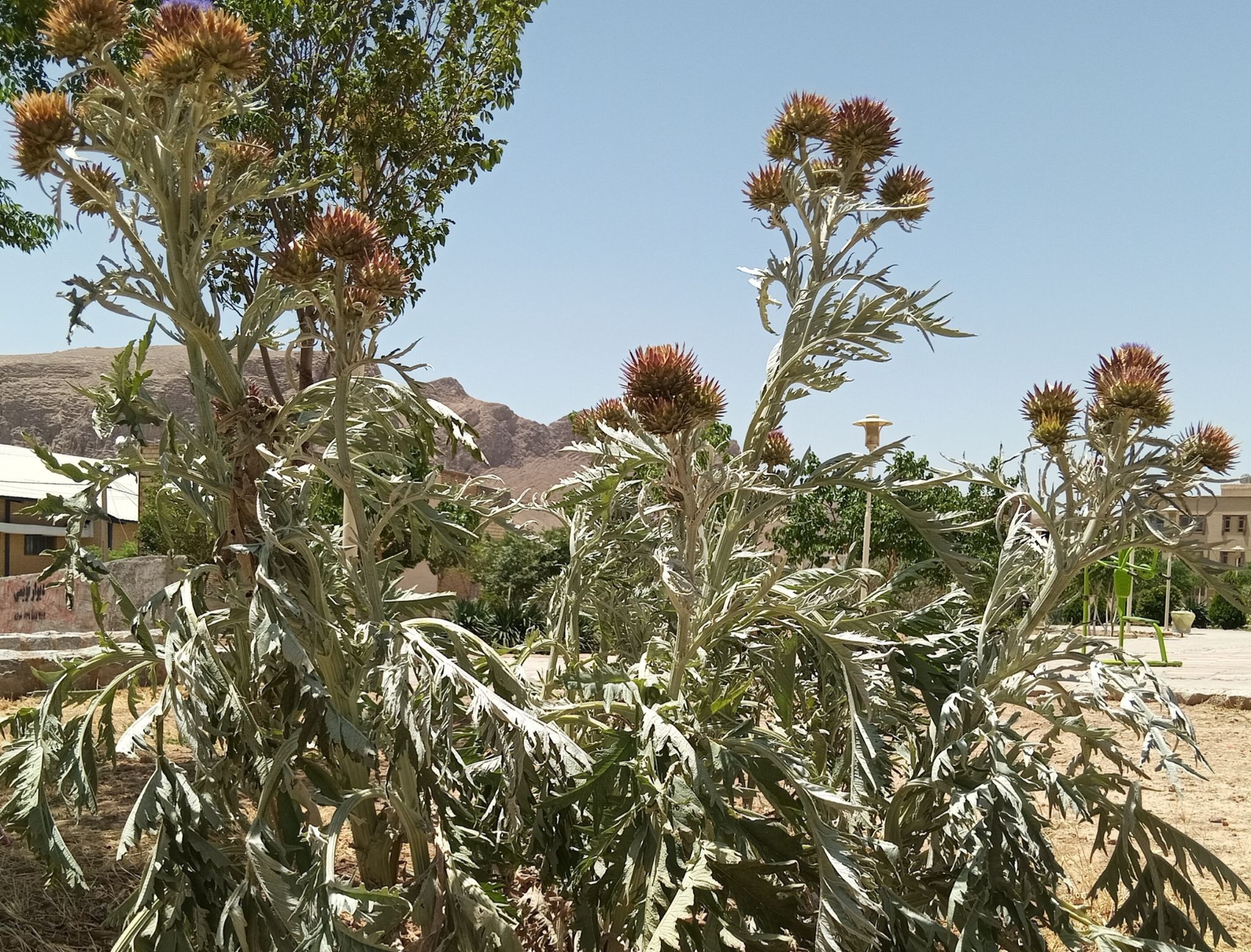 Community photo by Hassan