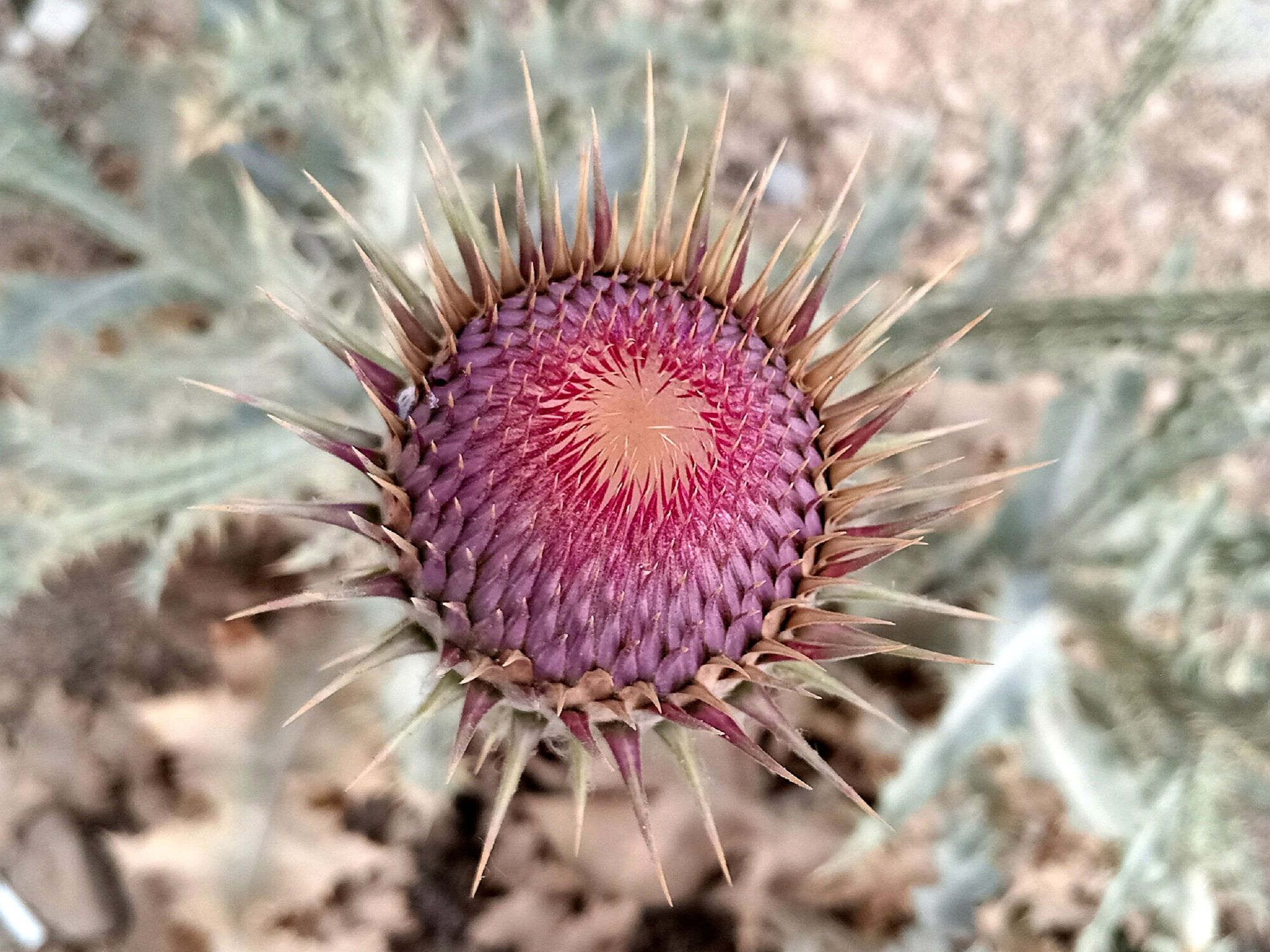 Community photo by Hassan