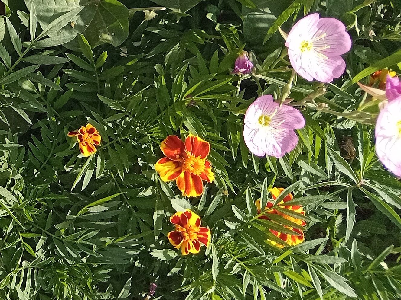 Community photo by Hassan