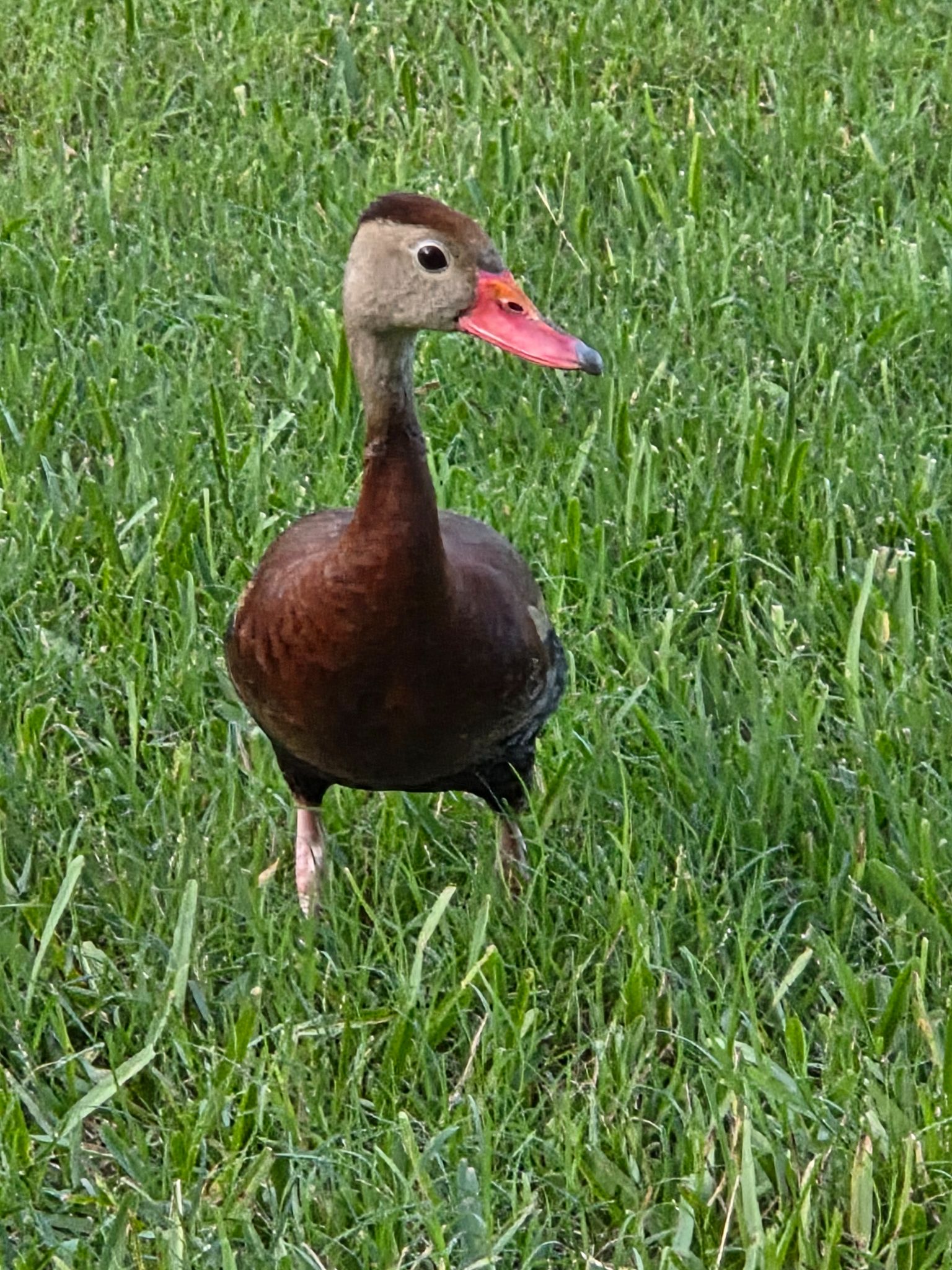 Community photo by Linda Carlson | Orlando Florida