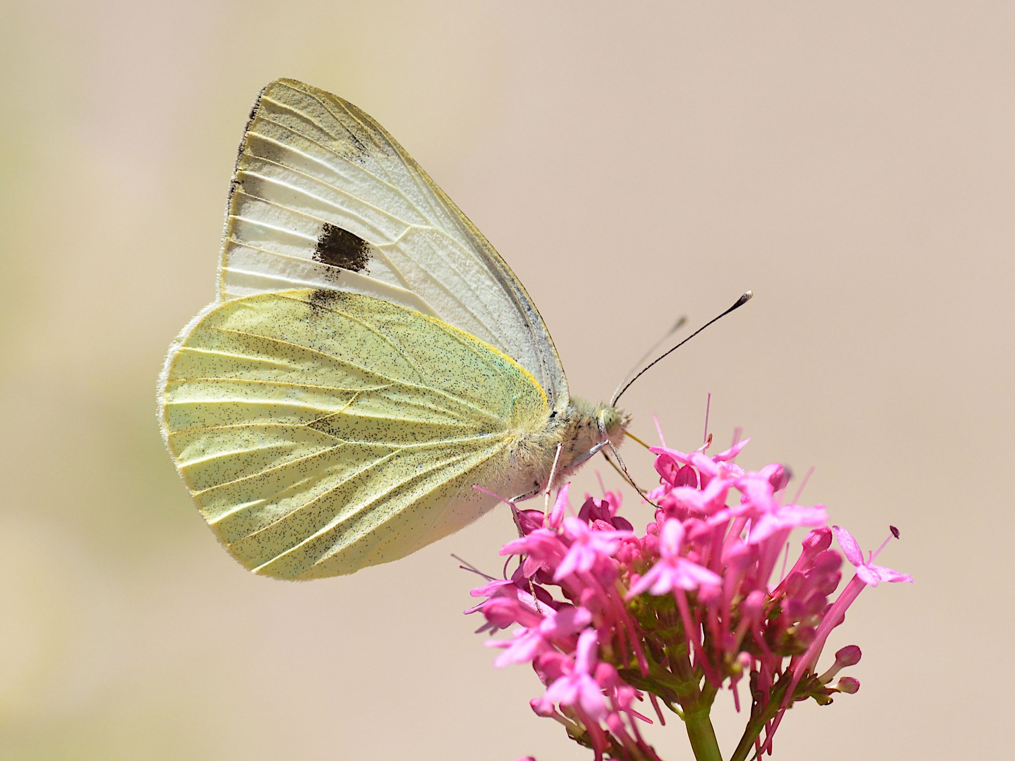 Community photo by Mandy