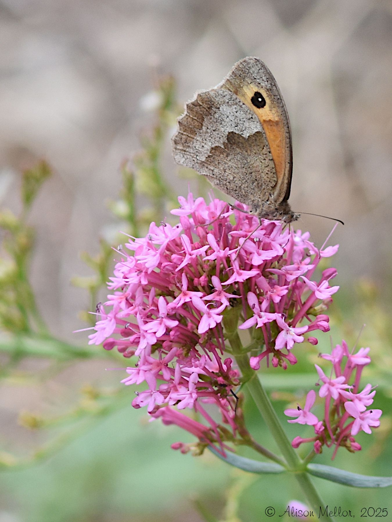 Community photo by Alison Mellor | Harthill Moor, Derbyshire, UK
