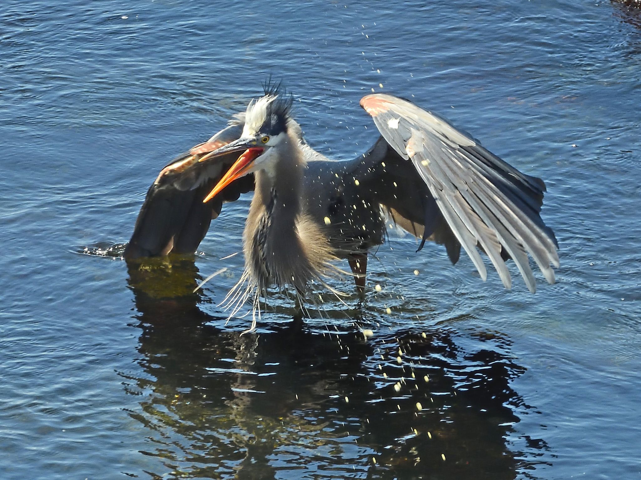 Community photo by Cecille