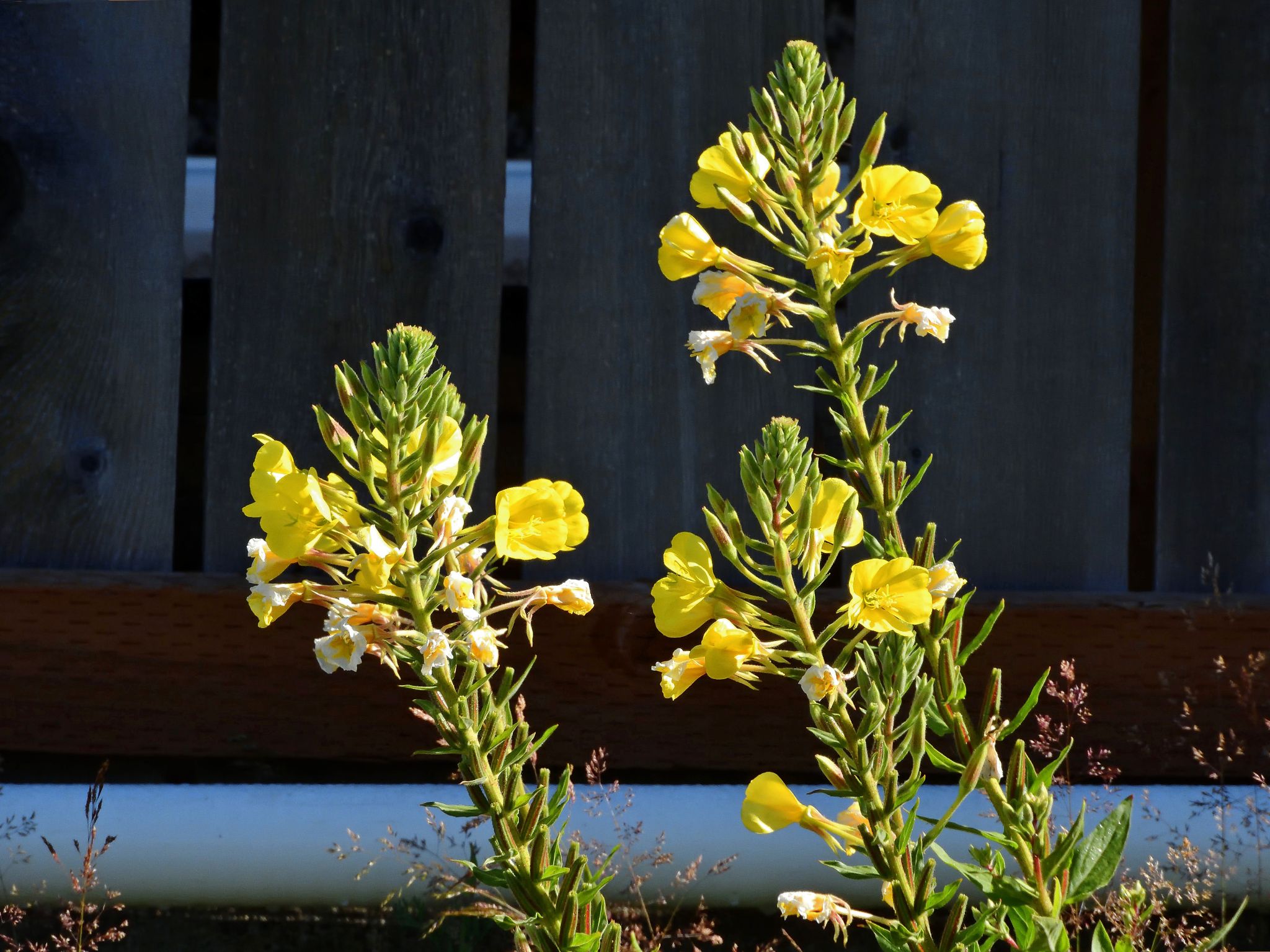 Community photo by Cecille