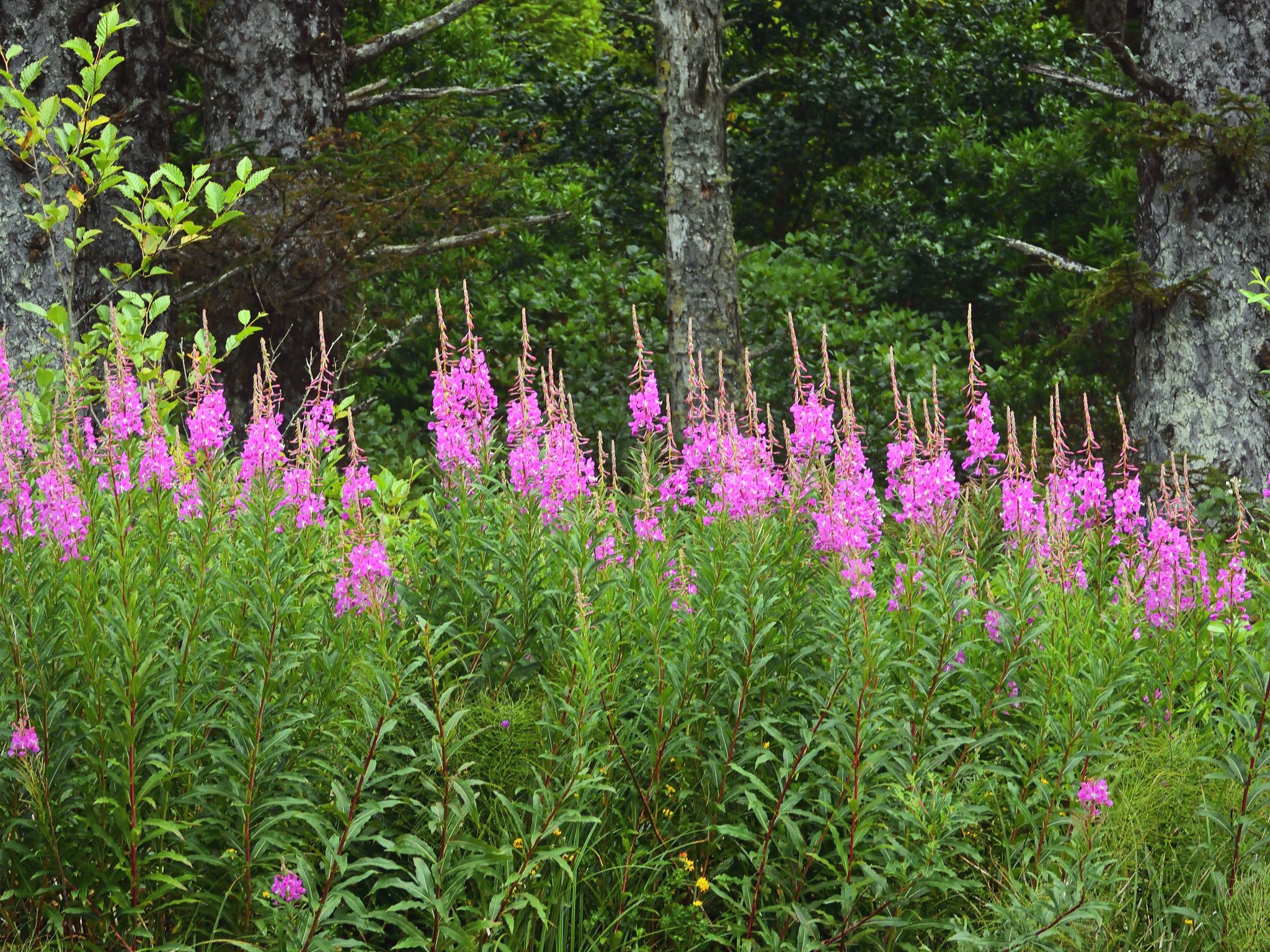 Community photo by Cecille