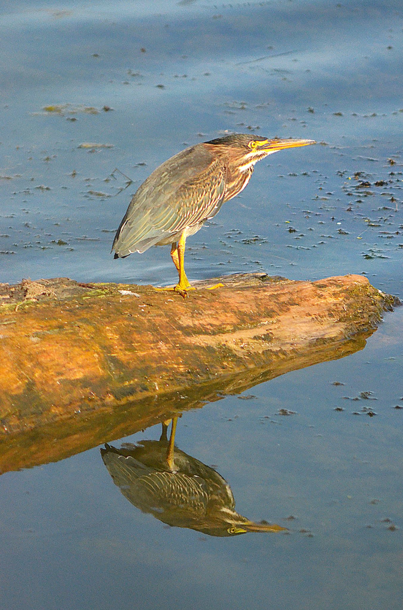 Community photo by Randy