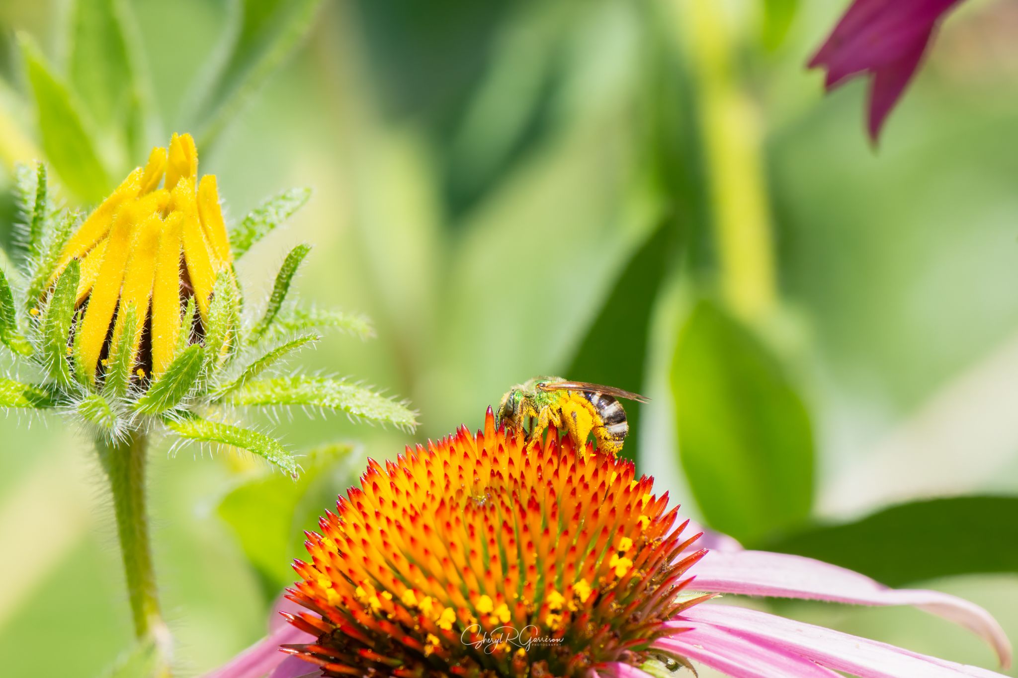 Community photo by Sheryl R