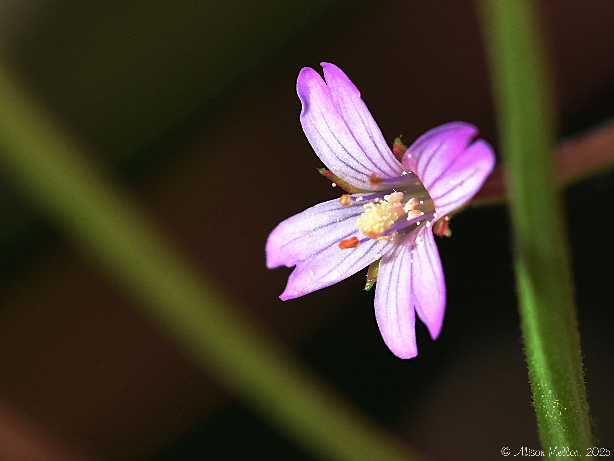 Community photo by Alison Mellor | Derbyshire, UK