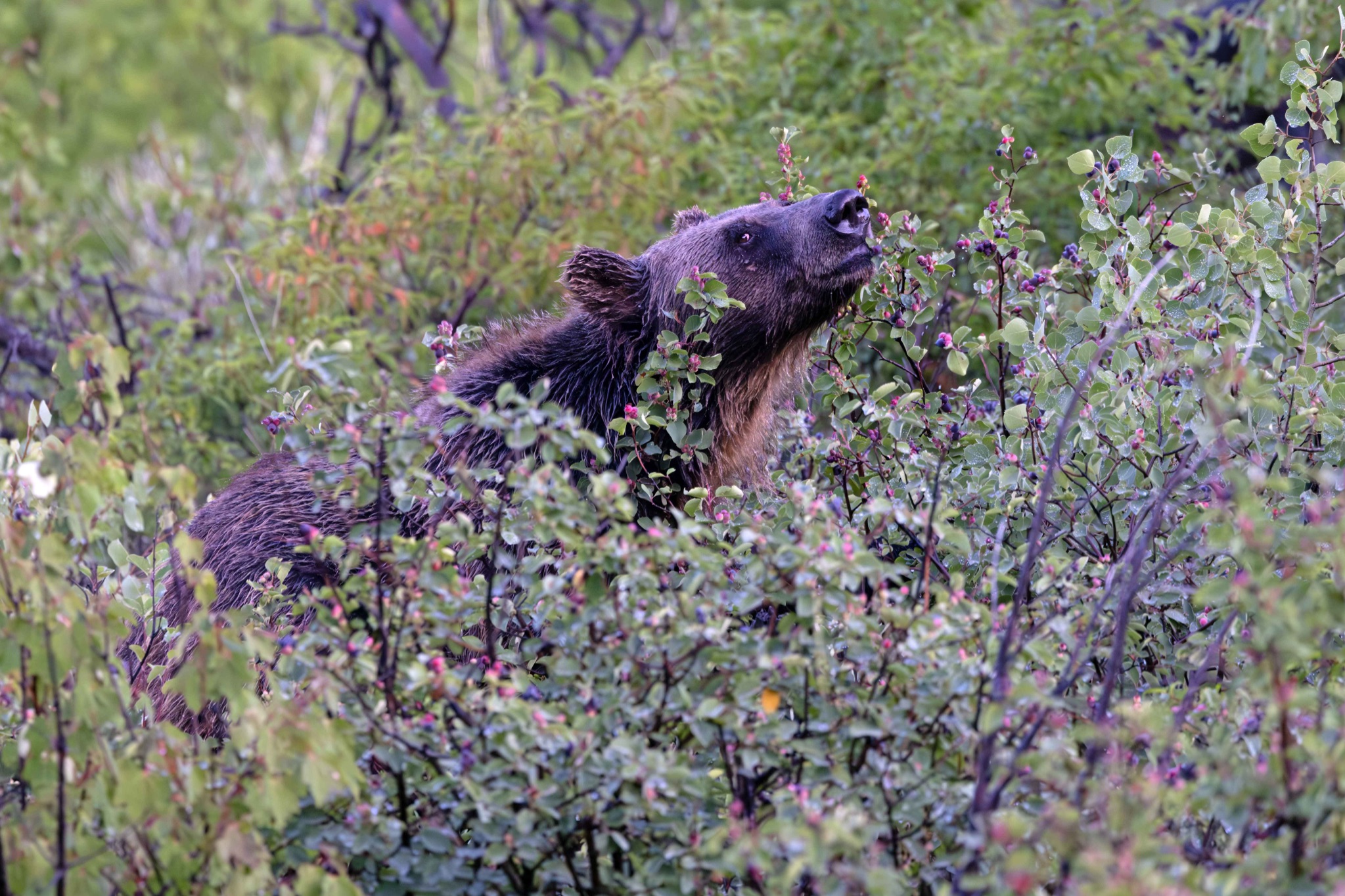 Community photo by Tim Rubbert | Glacier National Park, Montana, USA