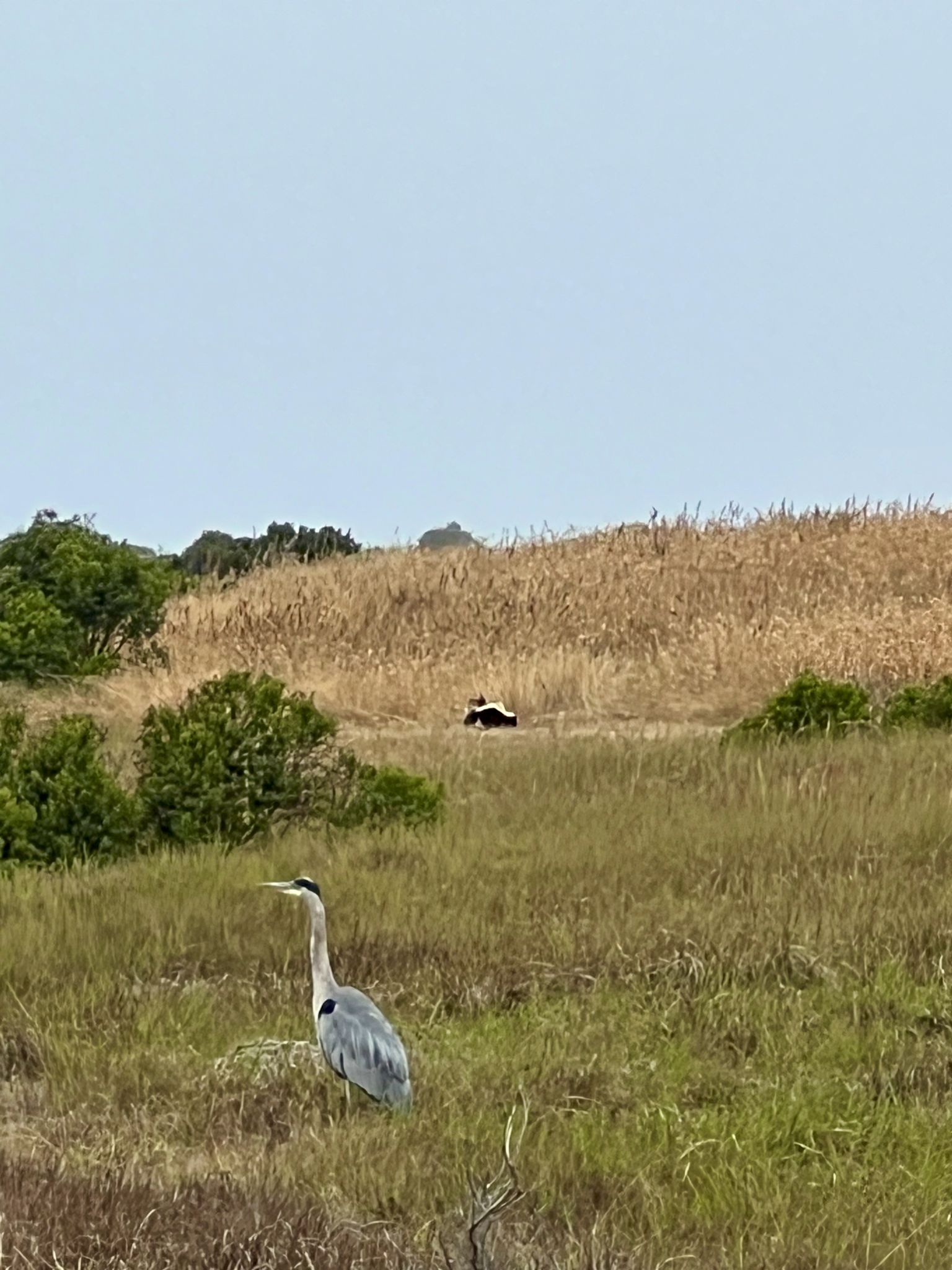 Community photo by Catherine Hyde | Cambria, CA, USA