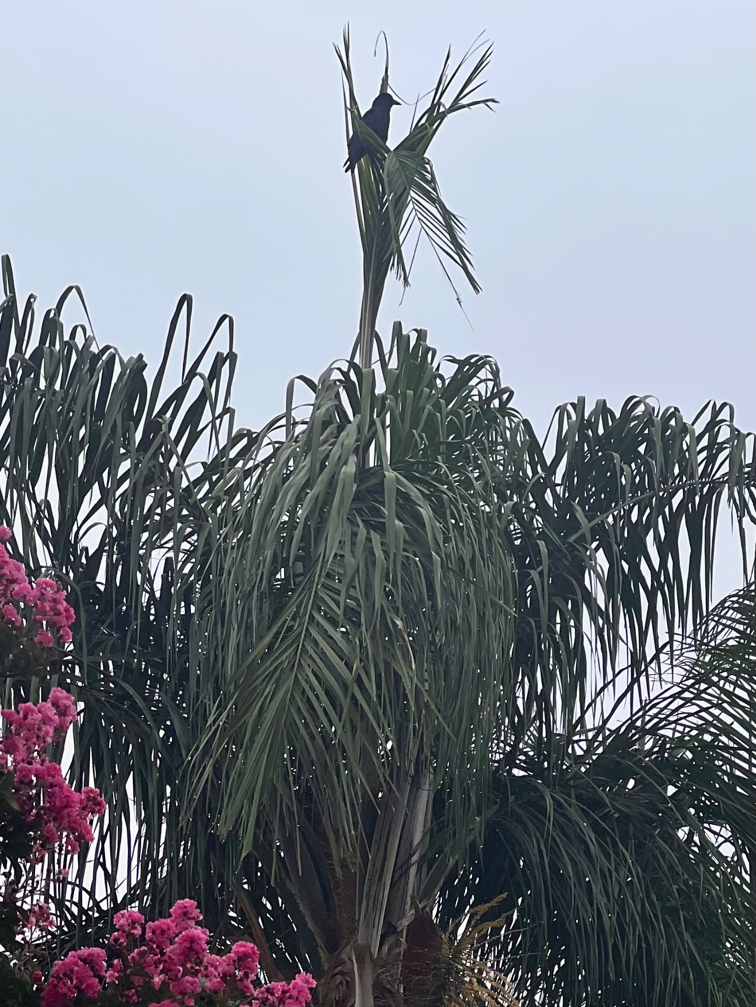 Community photo by Dolores Moreno | Highland, CA