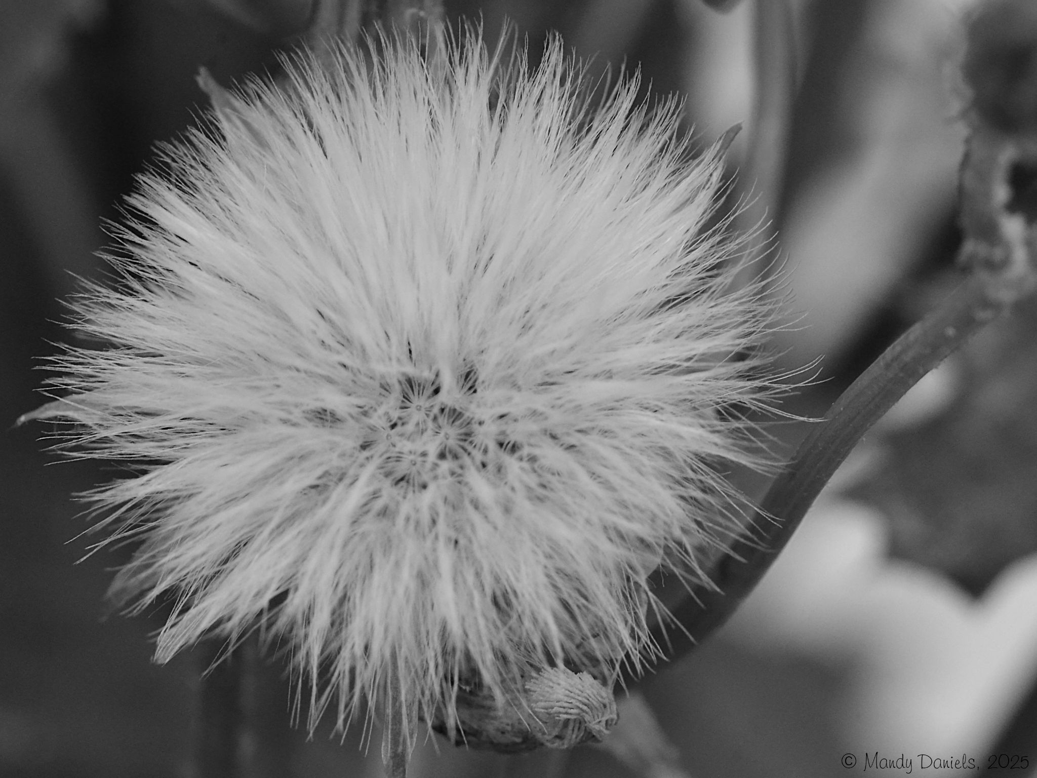 Community photo by Mandy Daniels | Derbyshire, UK
