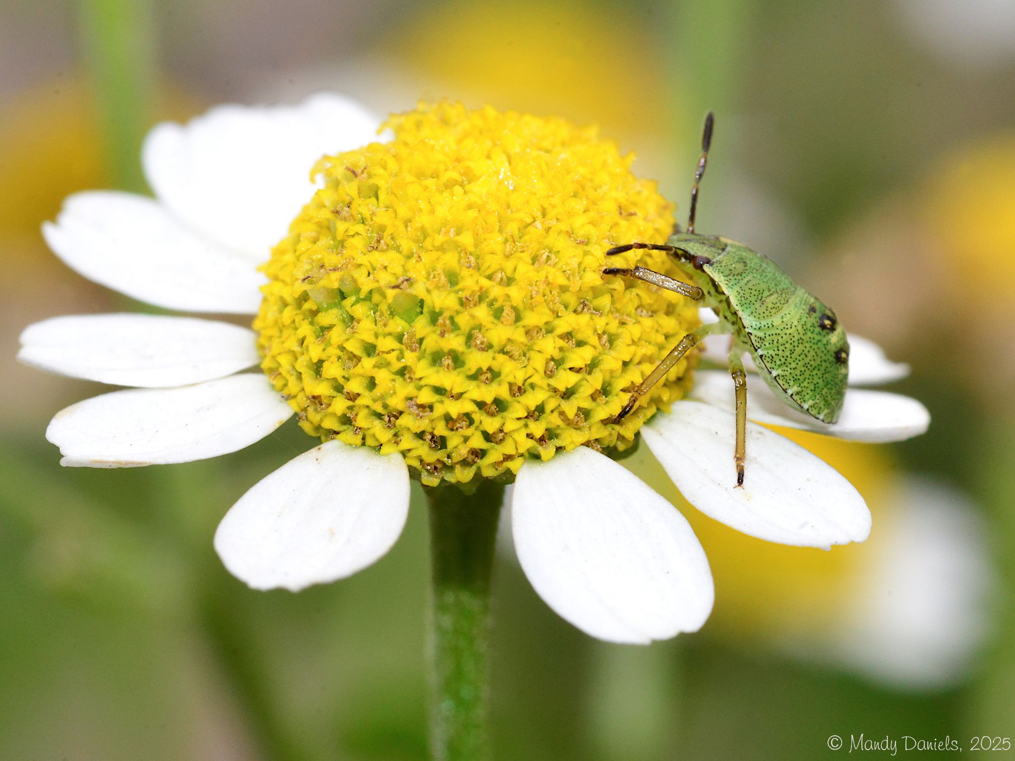 Community photo by Mandy