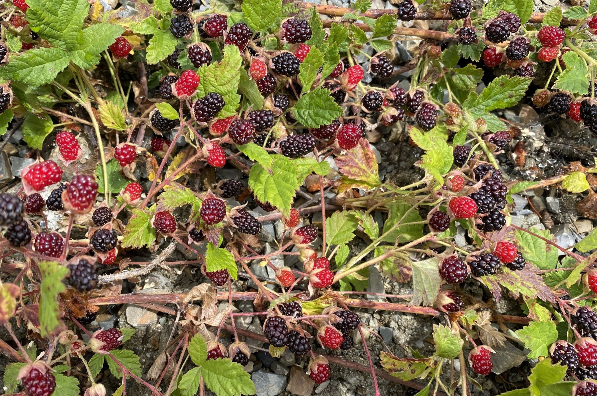 Community photo by Mac