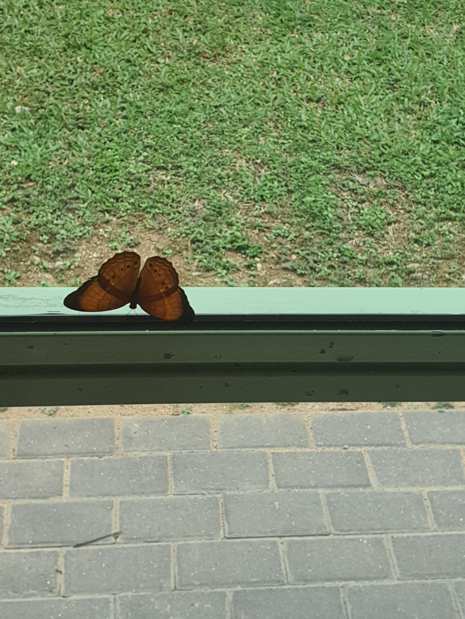 Community photo by Raisa Anan Mustakin | Semenyih, Selangor, Malaysia