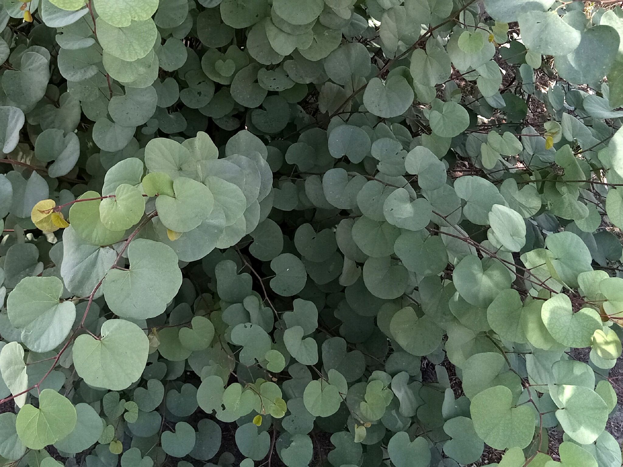 Community photo by Hassan