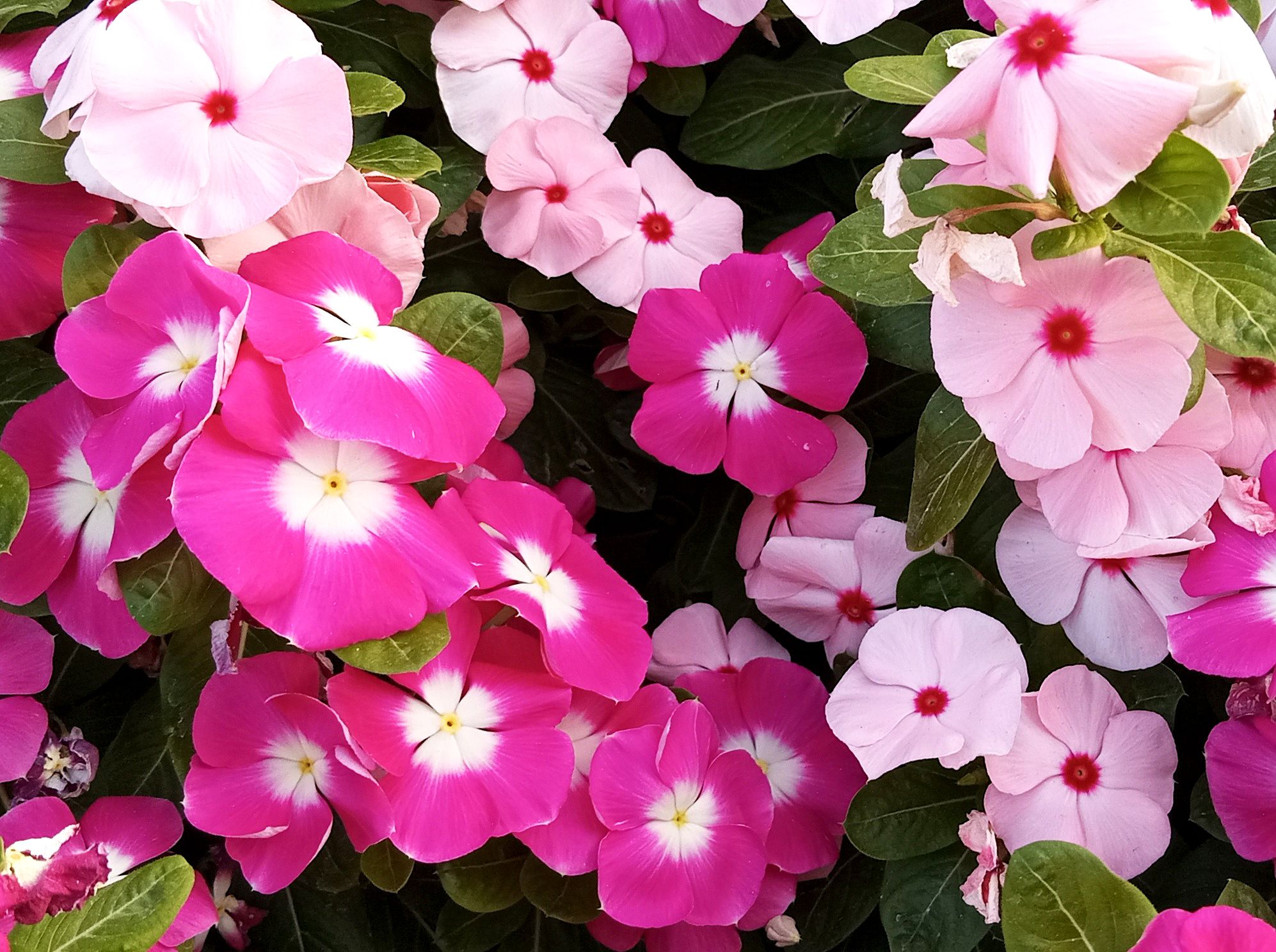 Community photo by Hassan