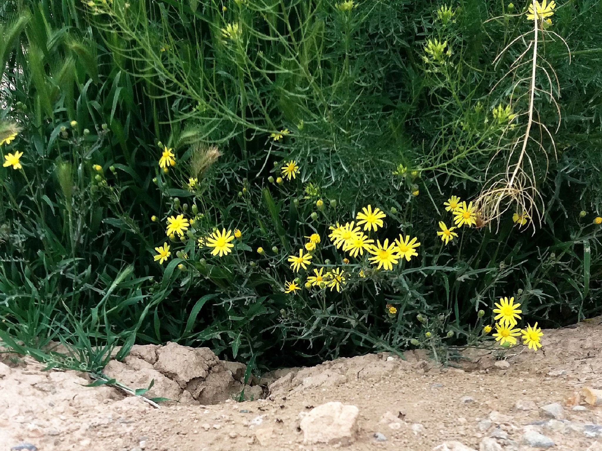 Community photo by Hassan