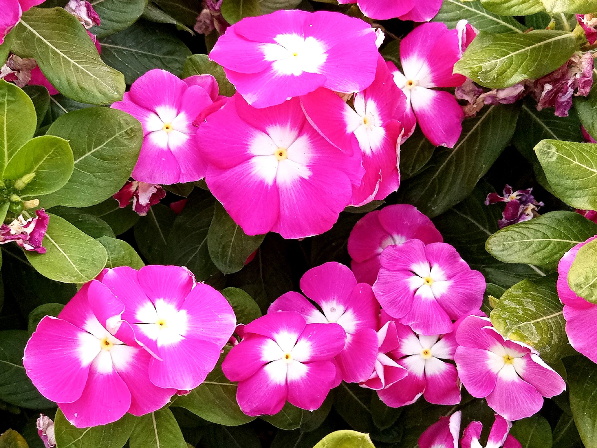 Community photo by Hassan