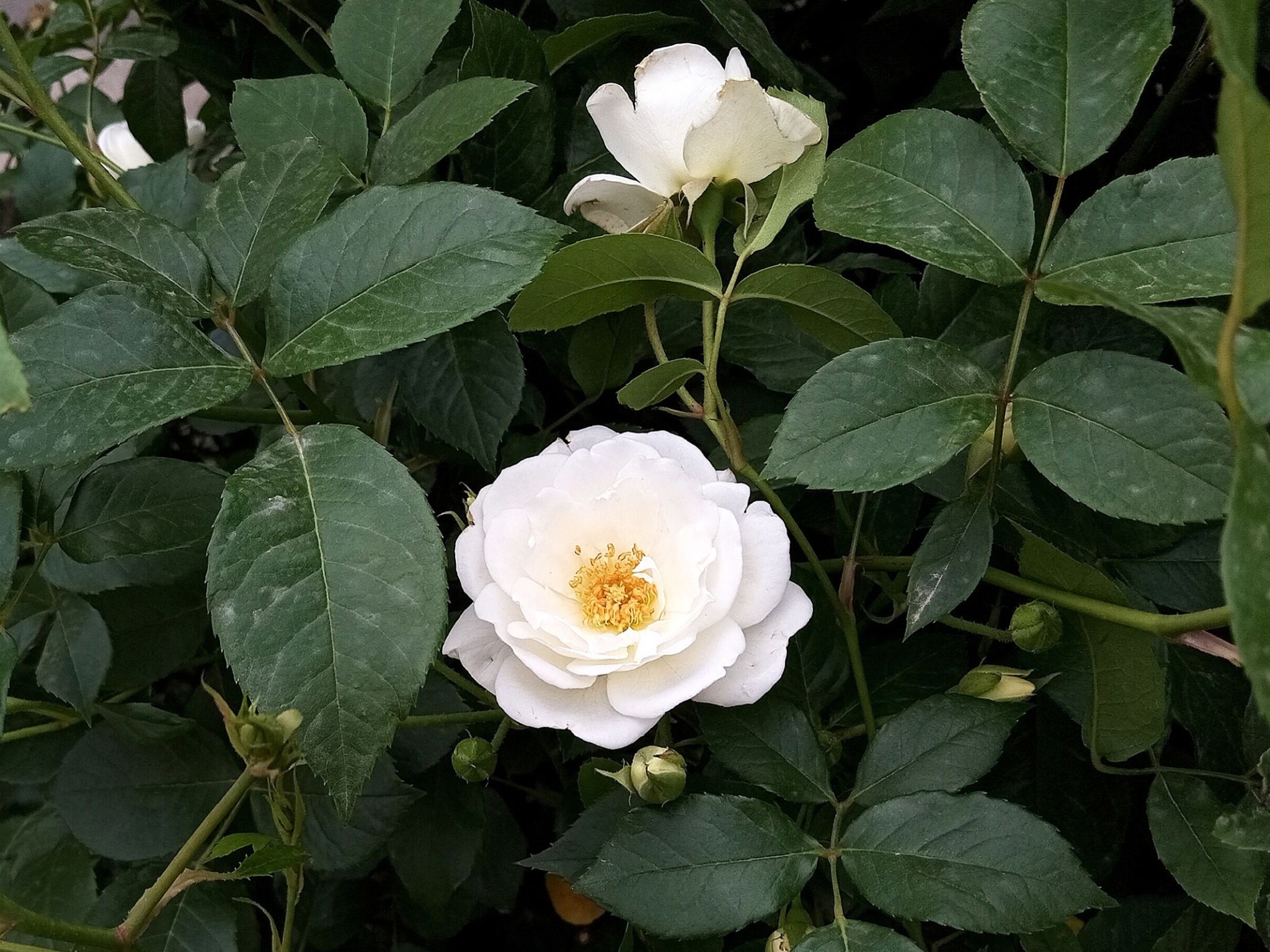 Community photo by Hassan