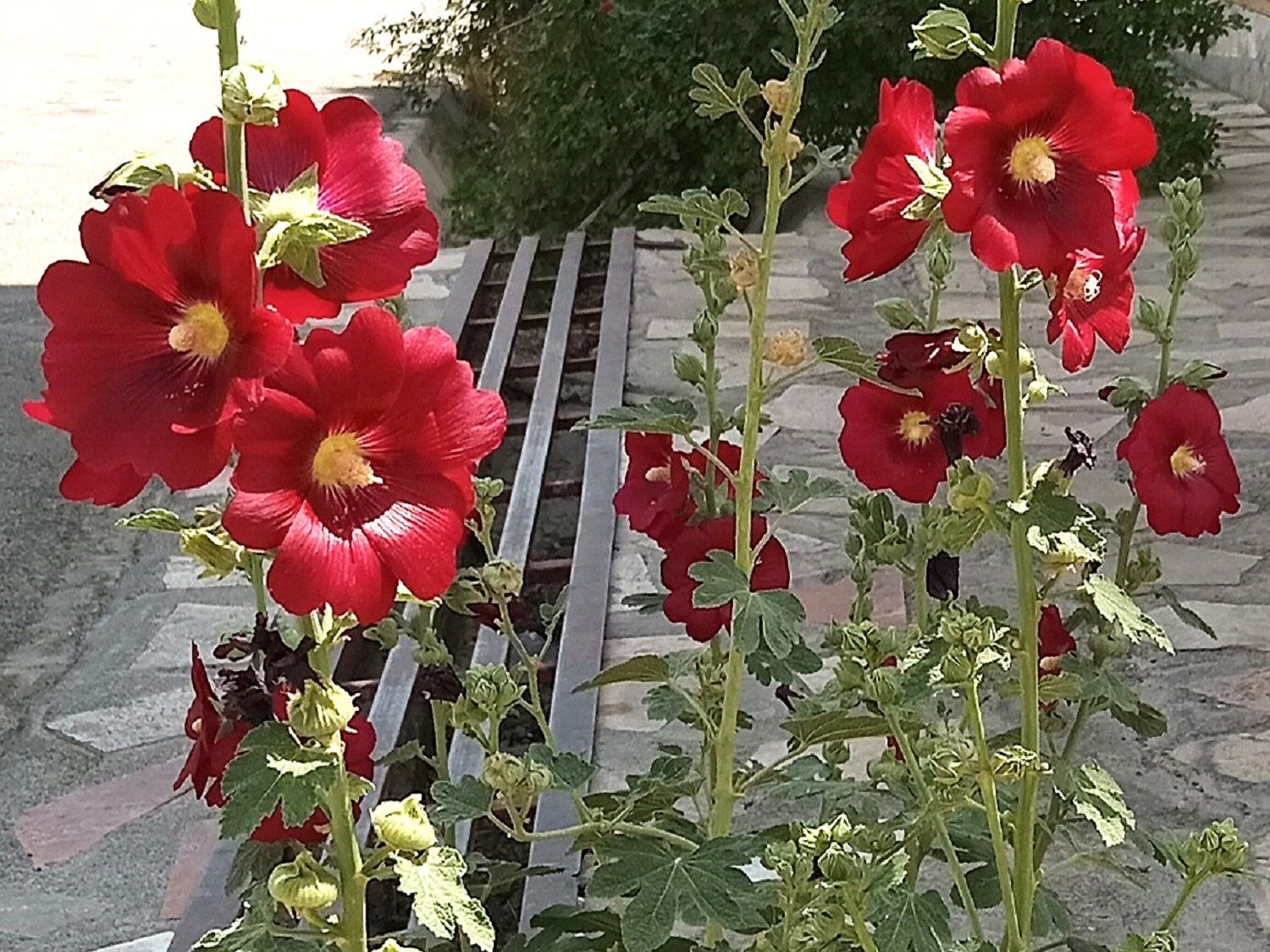 Community photo by Hassan