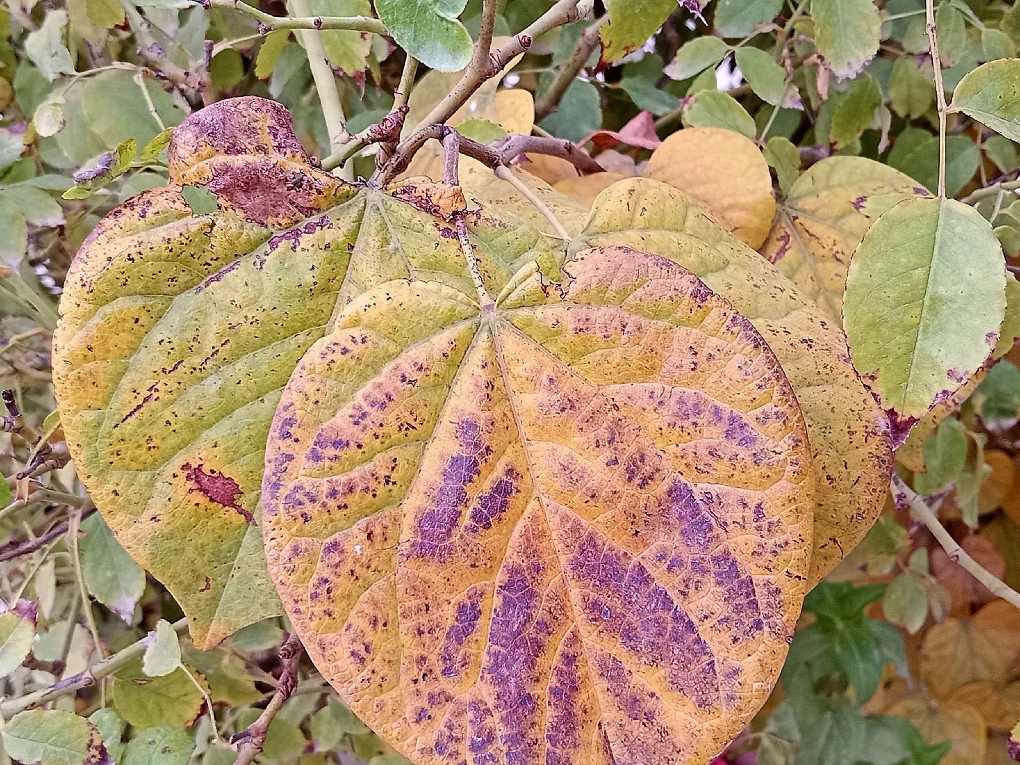 Community photo by Hassan