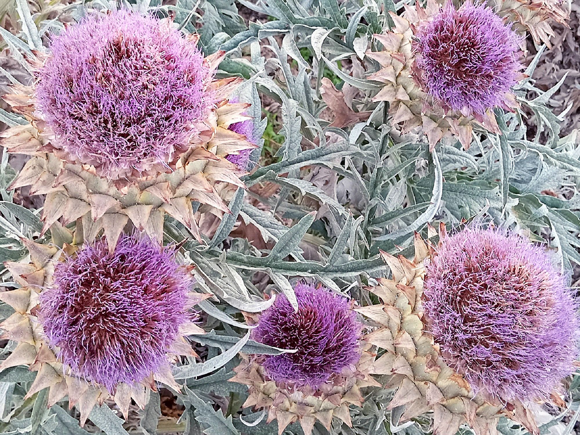 Community photo by Hassan