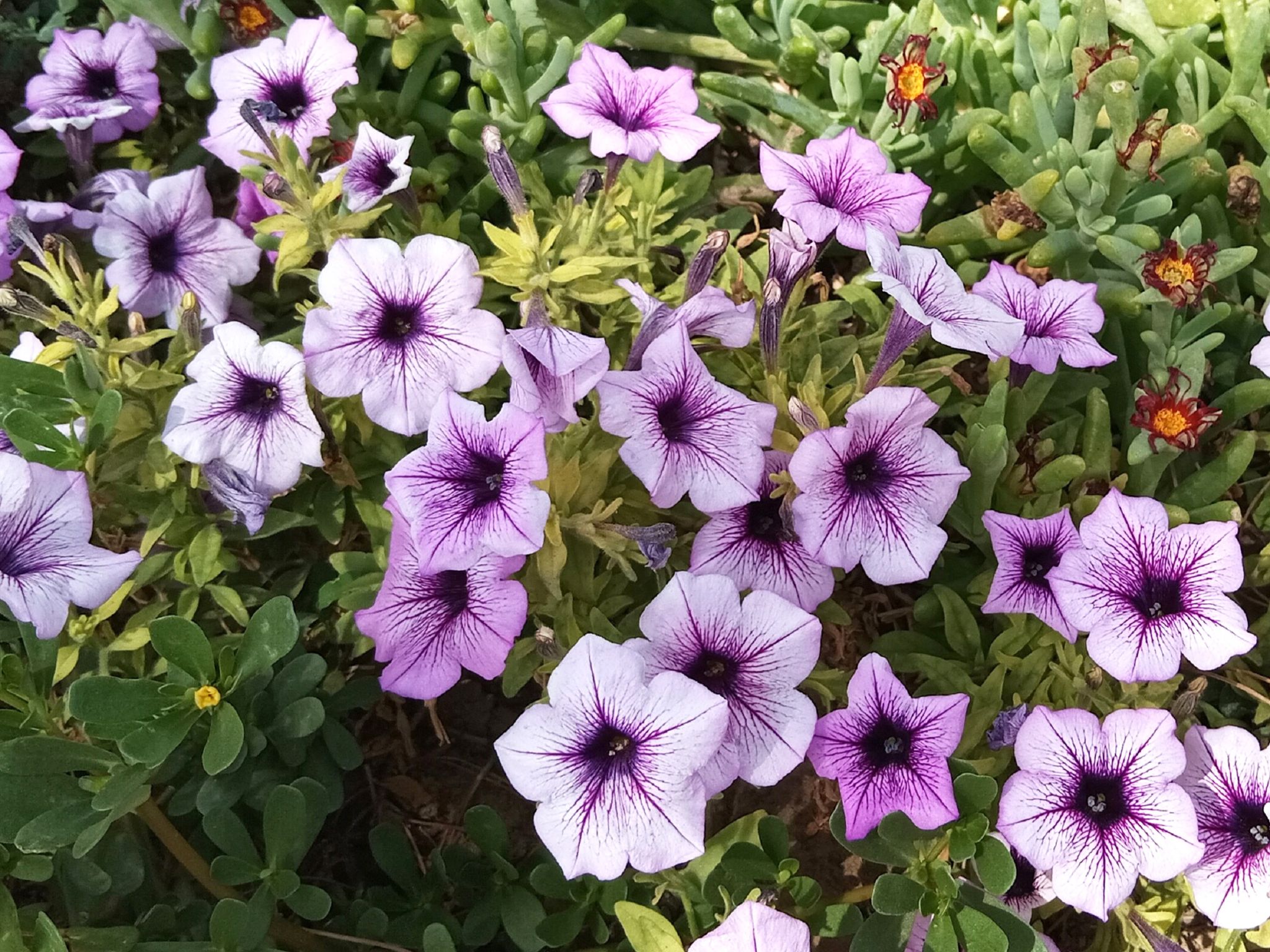 Community photo by Hassan