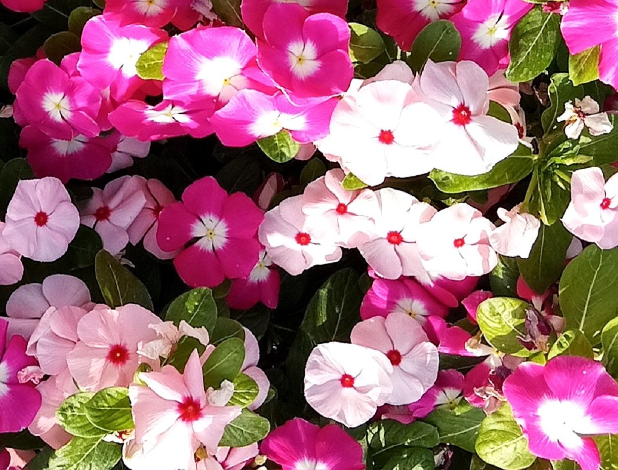 Community photo by Hassan