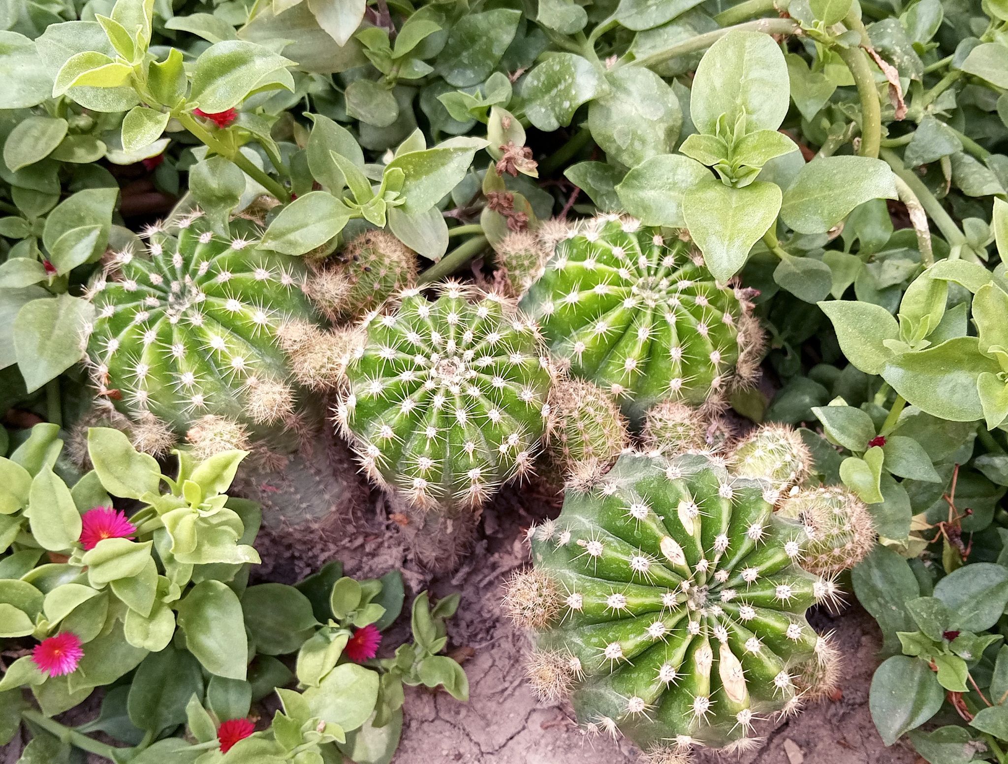 Community photo by Hassan