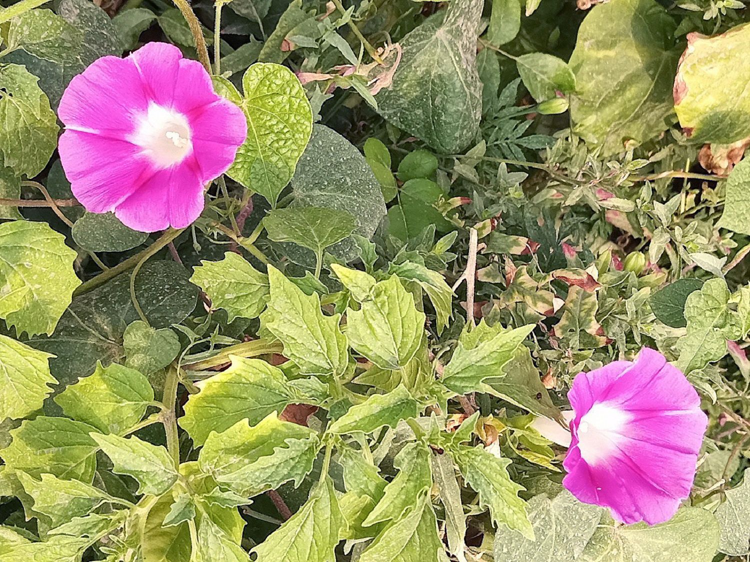 Community photo by Hassan