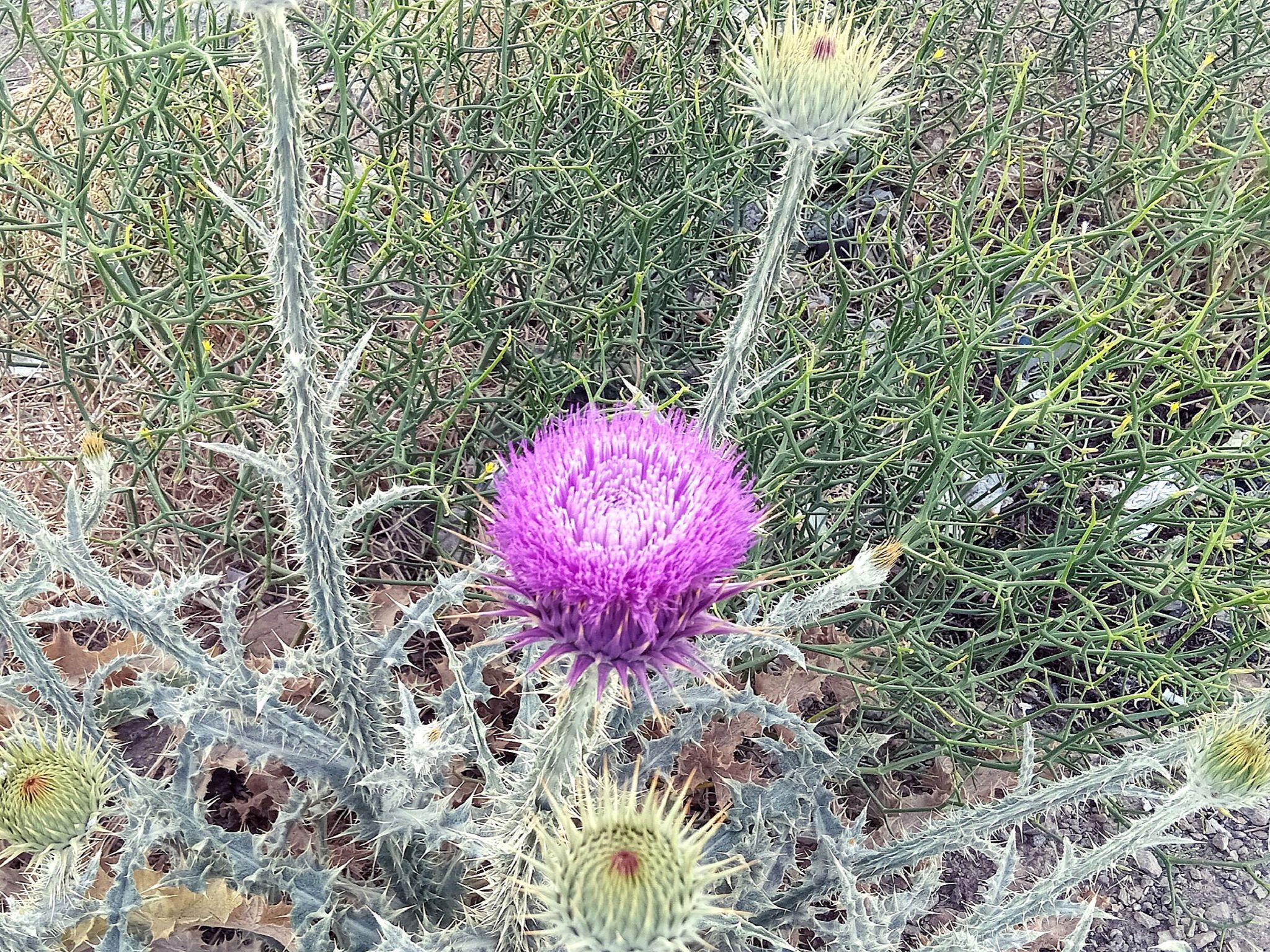 Community photo by Hassan