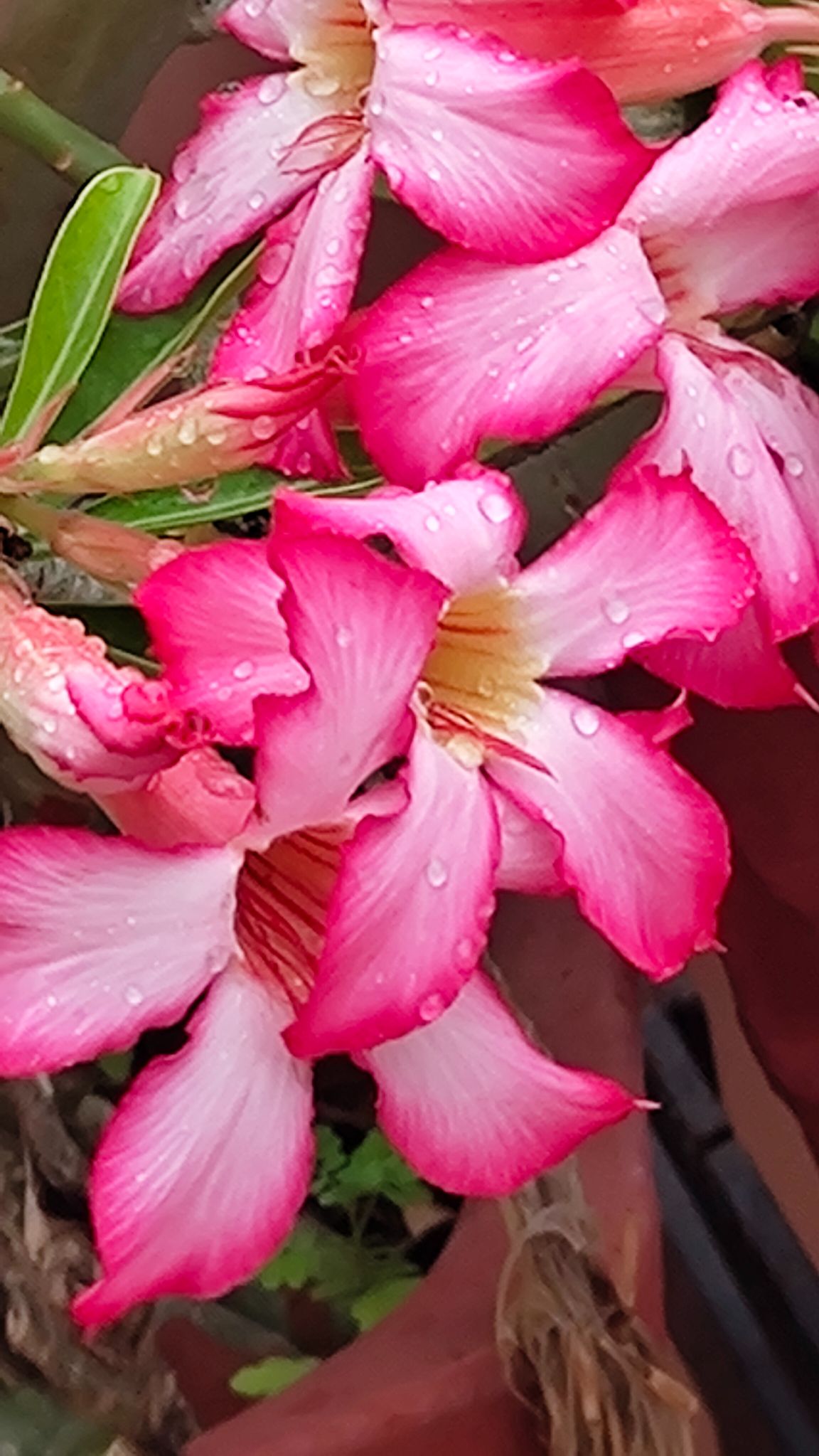 Community photo by Harsha Jetley | Vadodara, Gujarat, India