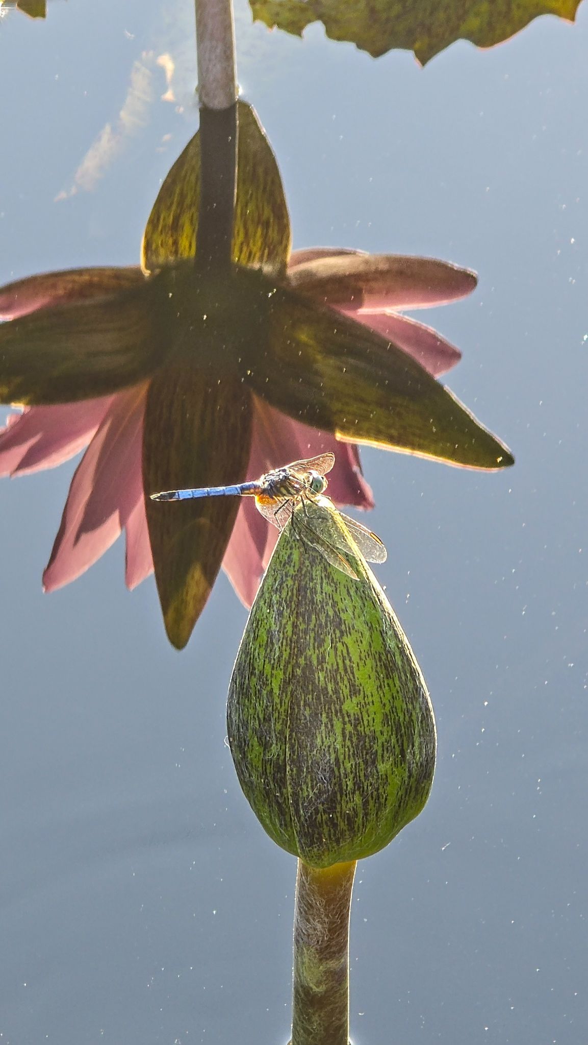 Community photo by Saranya J | Pennsylvania