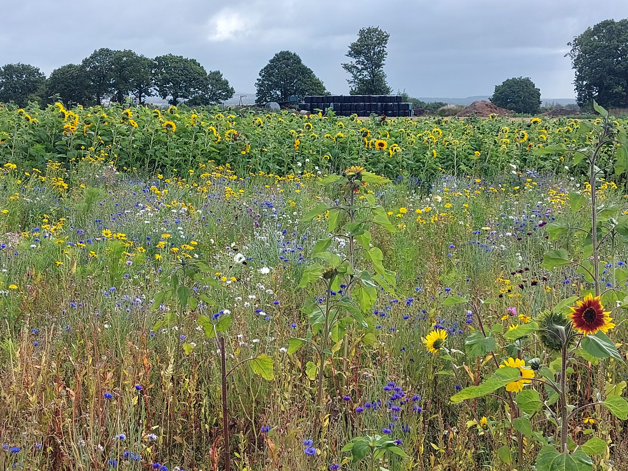 Community photo by Anne Read | On The Farm Lancashire England.