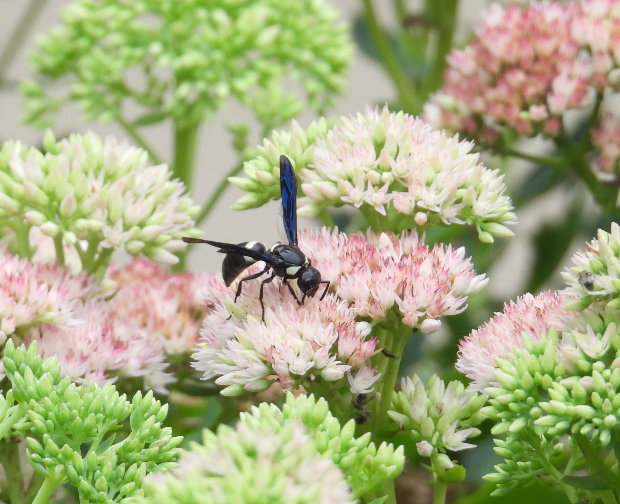 Community photo by Nina