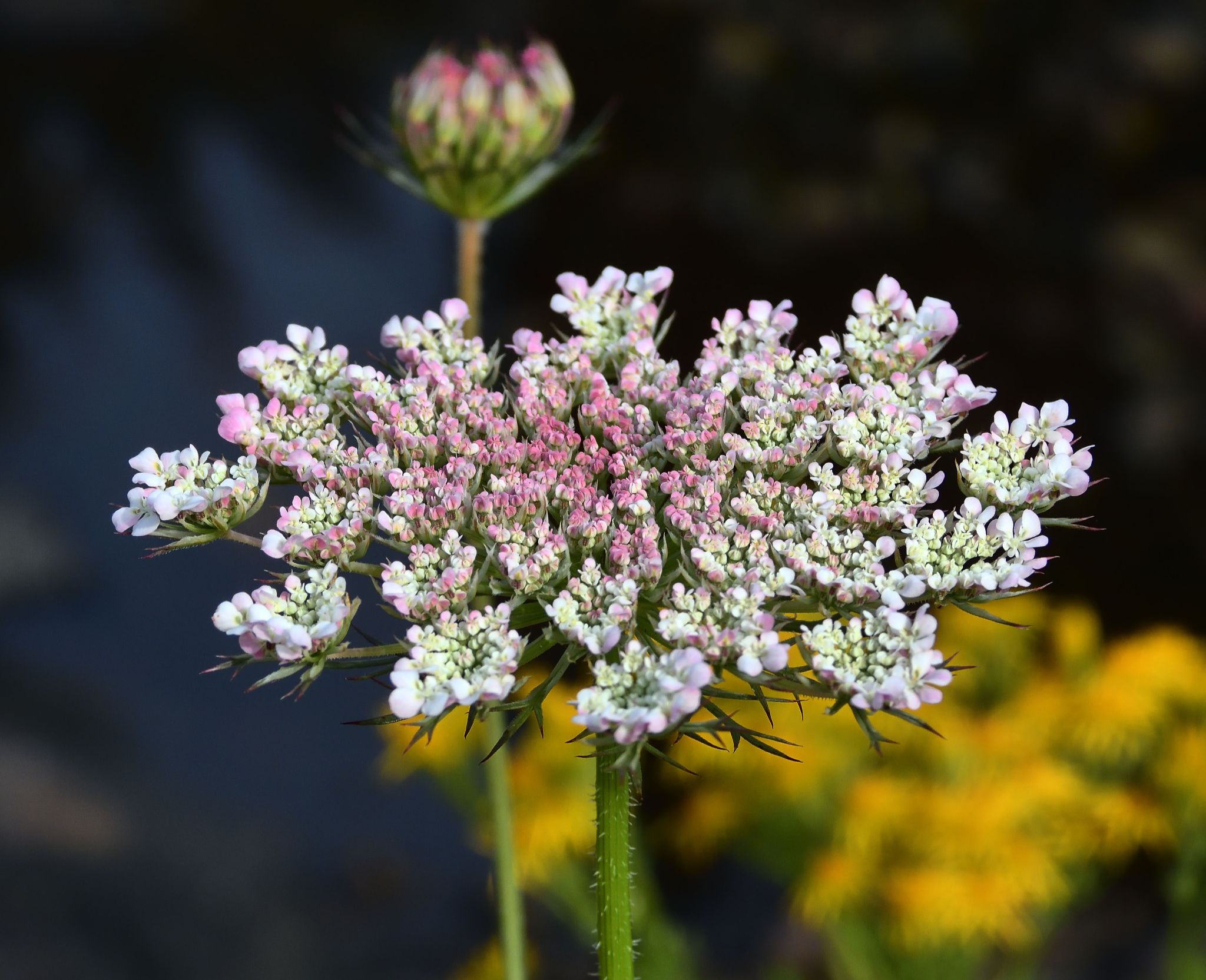 Community photo by Cecille