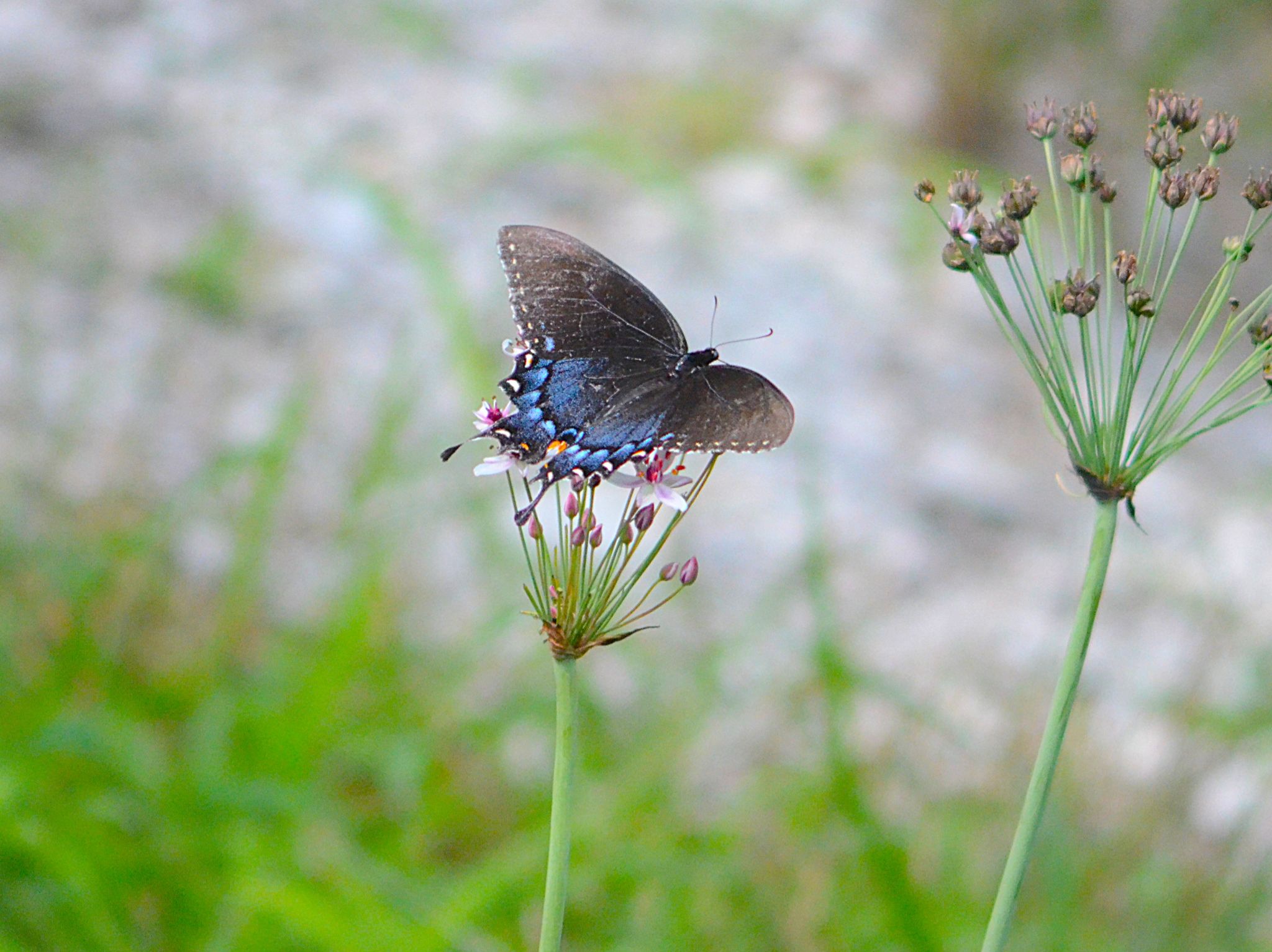 Community photo by Randy